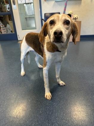 Berry, Adoptable, Adult Female Hound & Mixed Breed.