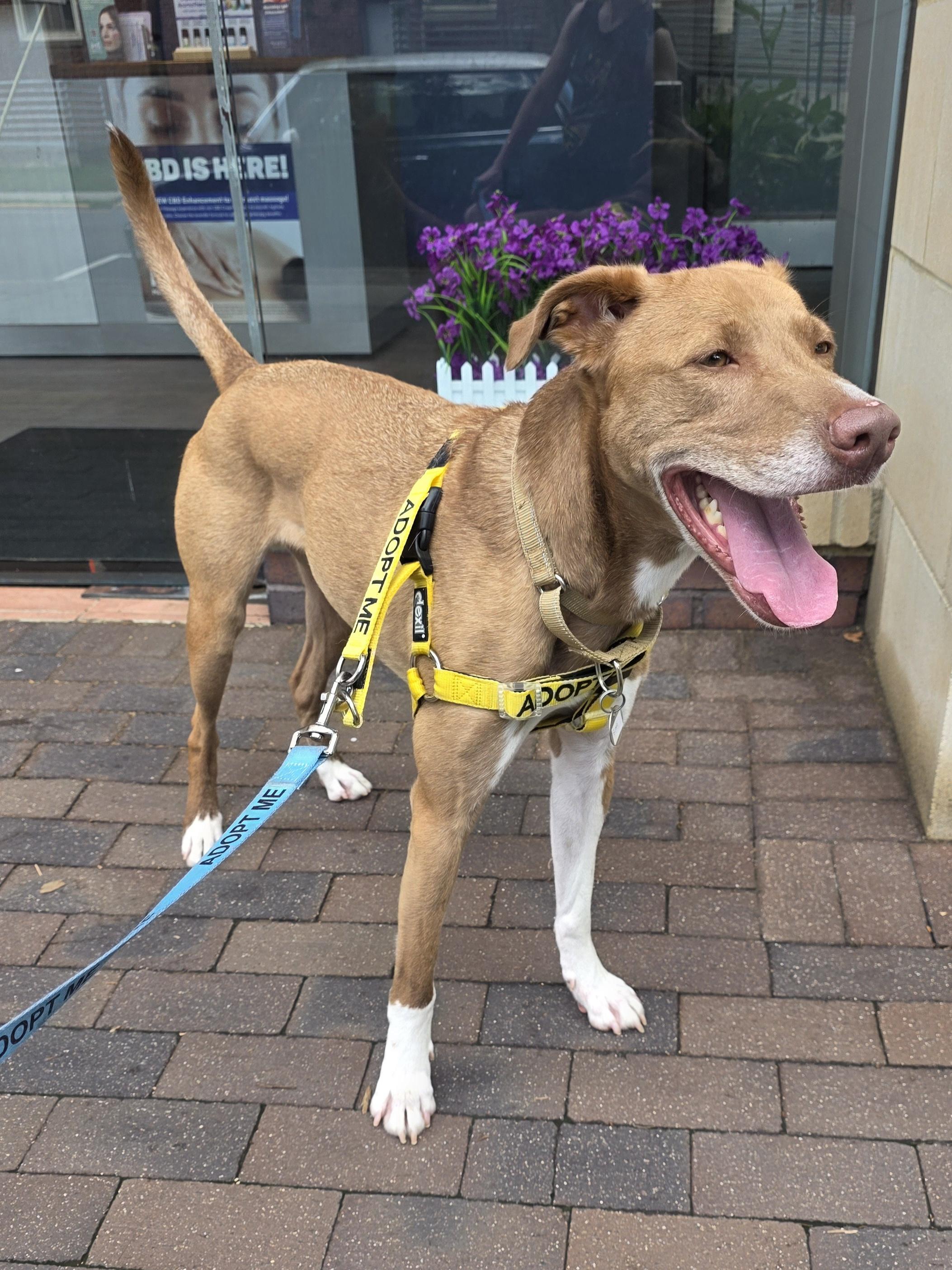 Enlarge Simi, a Adoptable mixed breed in Wayne, NJ image 4/6