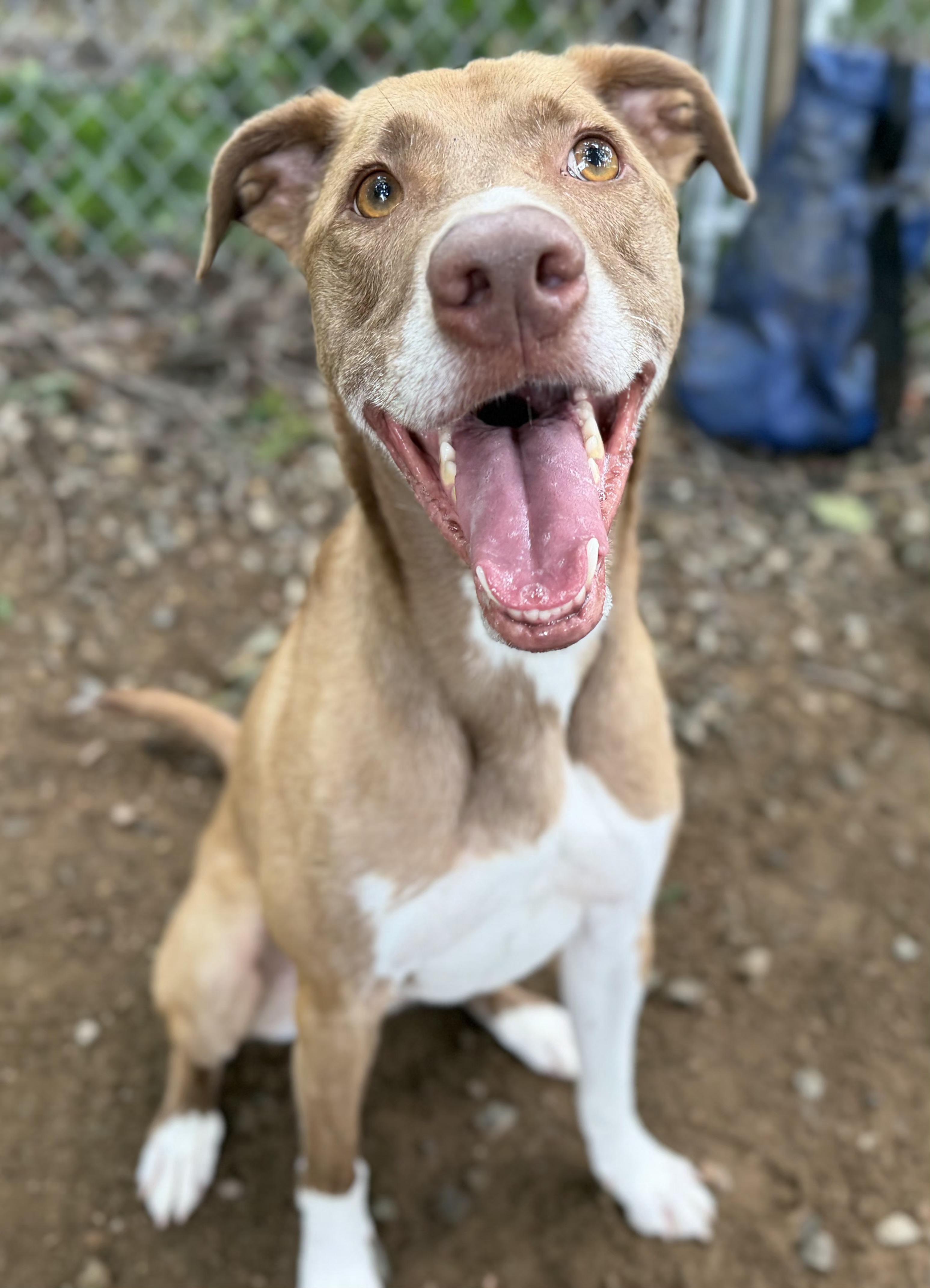 Enlarge Simi, a Adoptable mixed breed in Wayne, NJ image 5/6