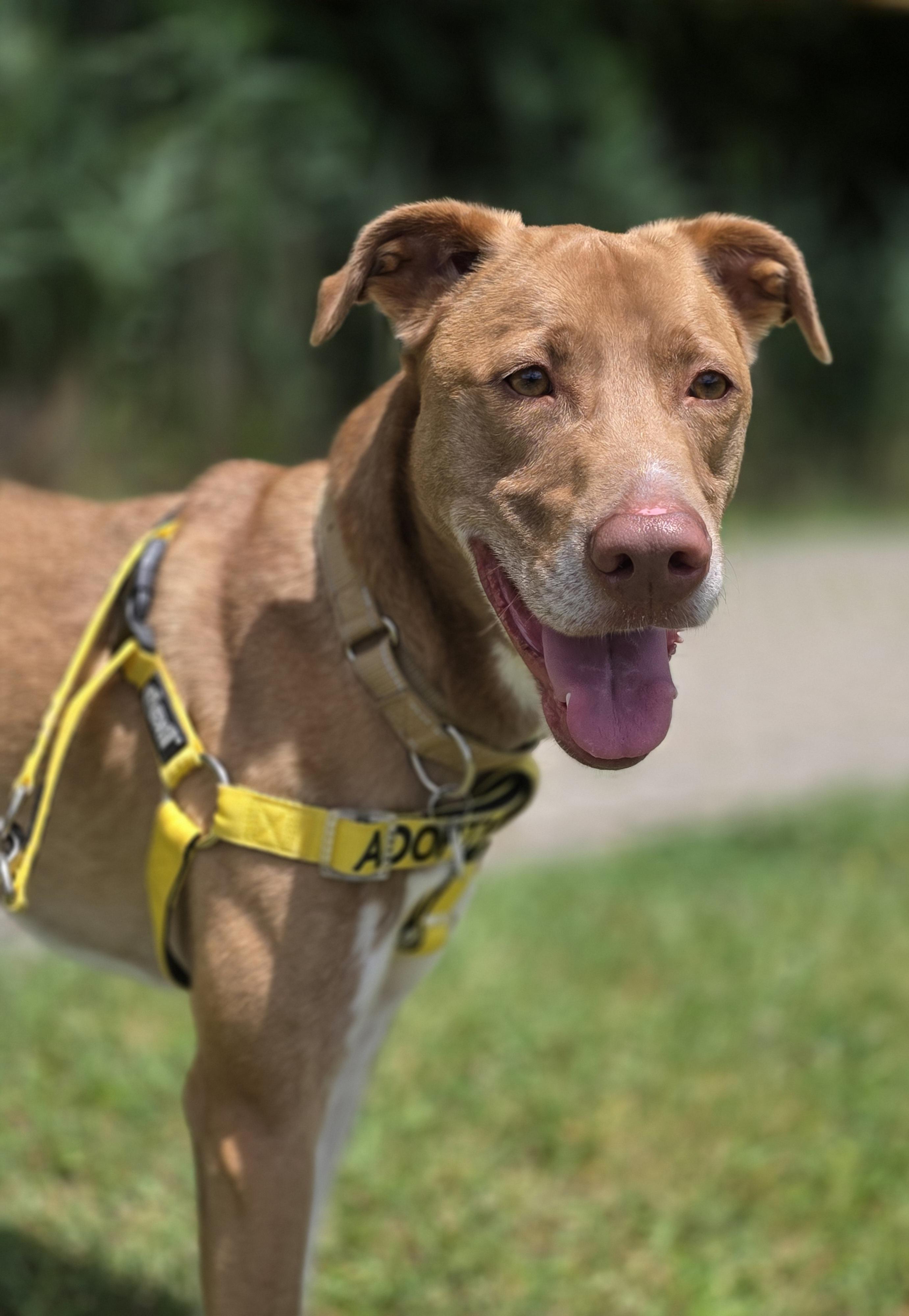 Simi, a Adoptable mixed breed in Wayne, NJ image 1/6
