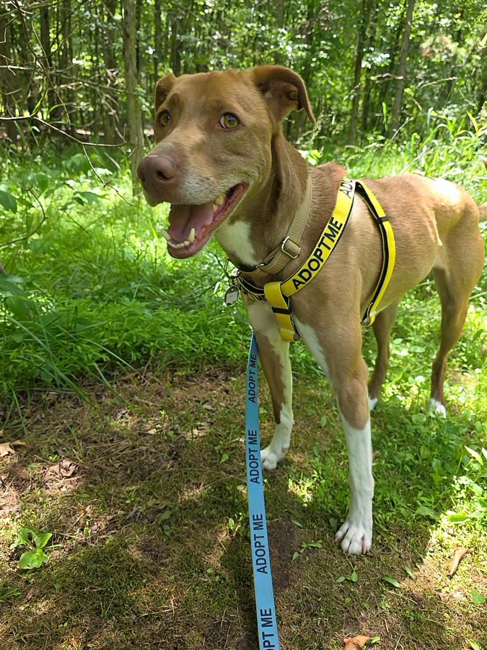 Enlarge Simi, a Adoptable mixed breed in Wayne, NJ image 2/6