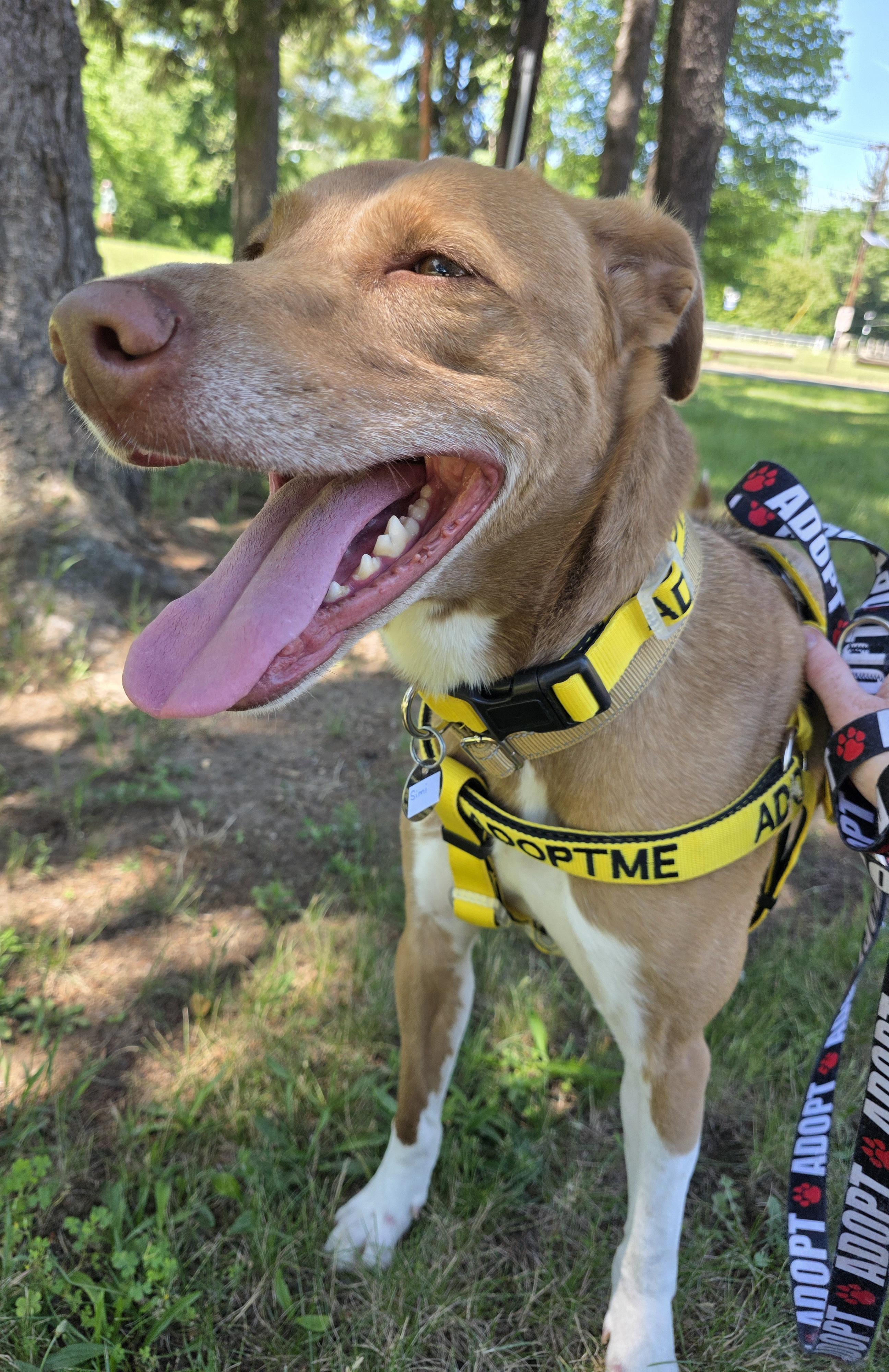 Simi, a Adoptable mixed breed in Wayne, NJ image 3/6