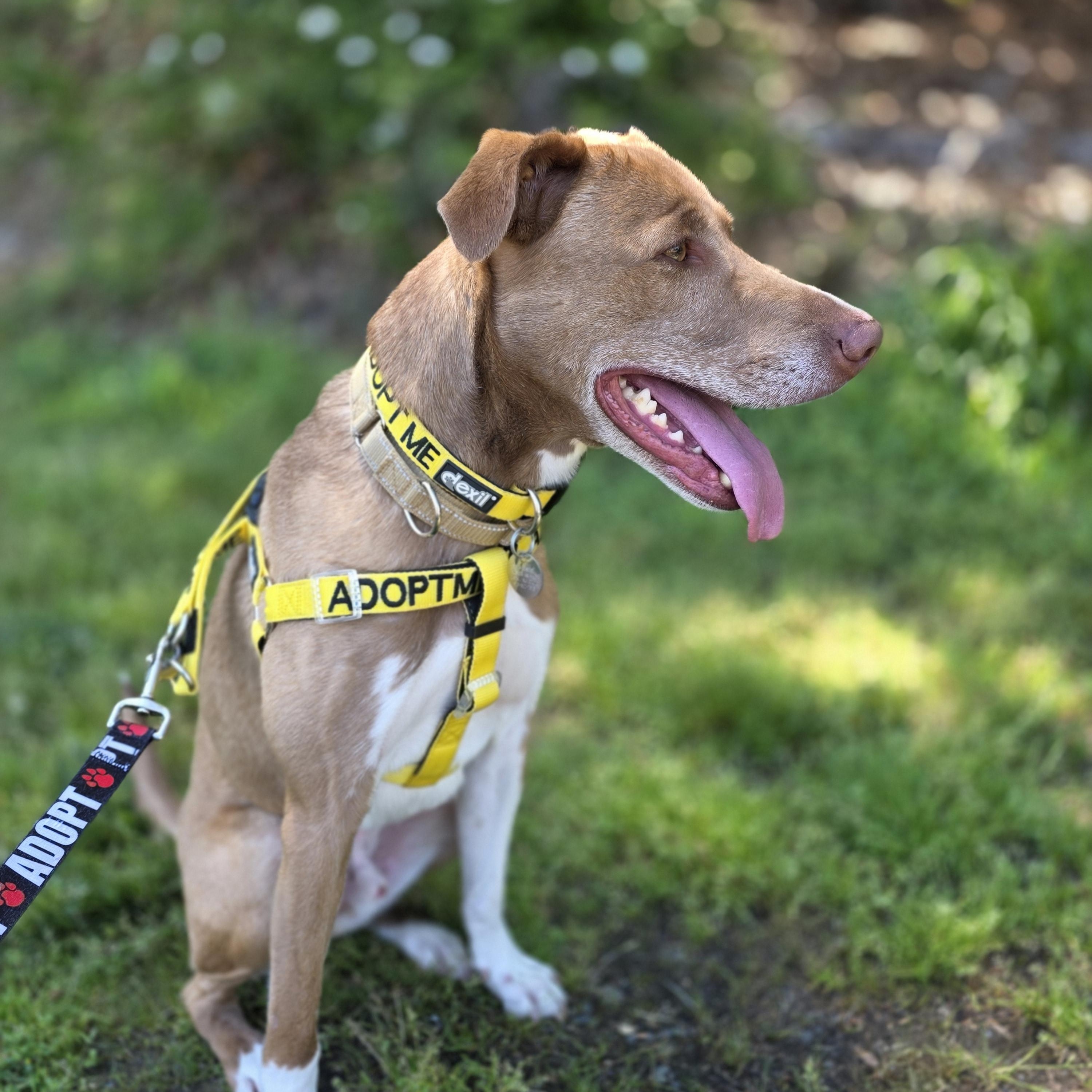 Simi, a Adoptable mixed breed in Wayne, NJ image 2/6