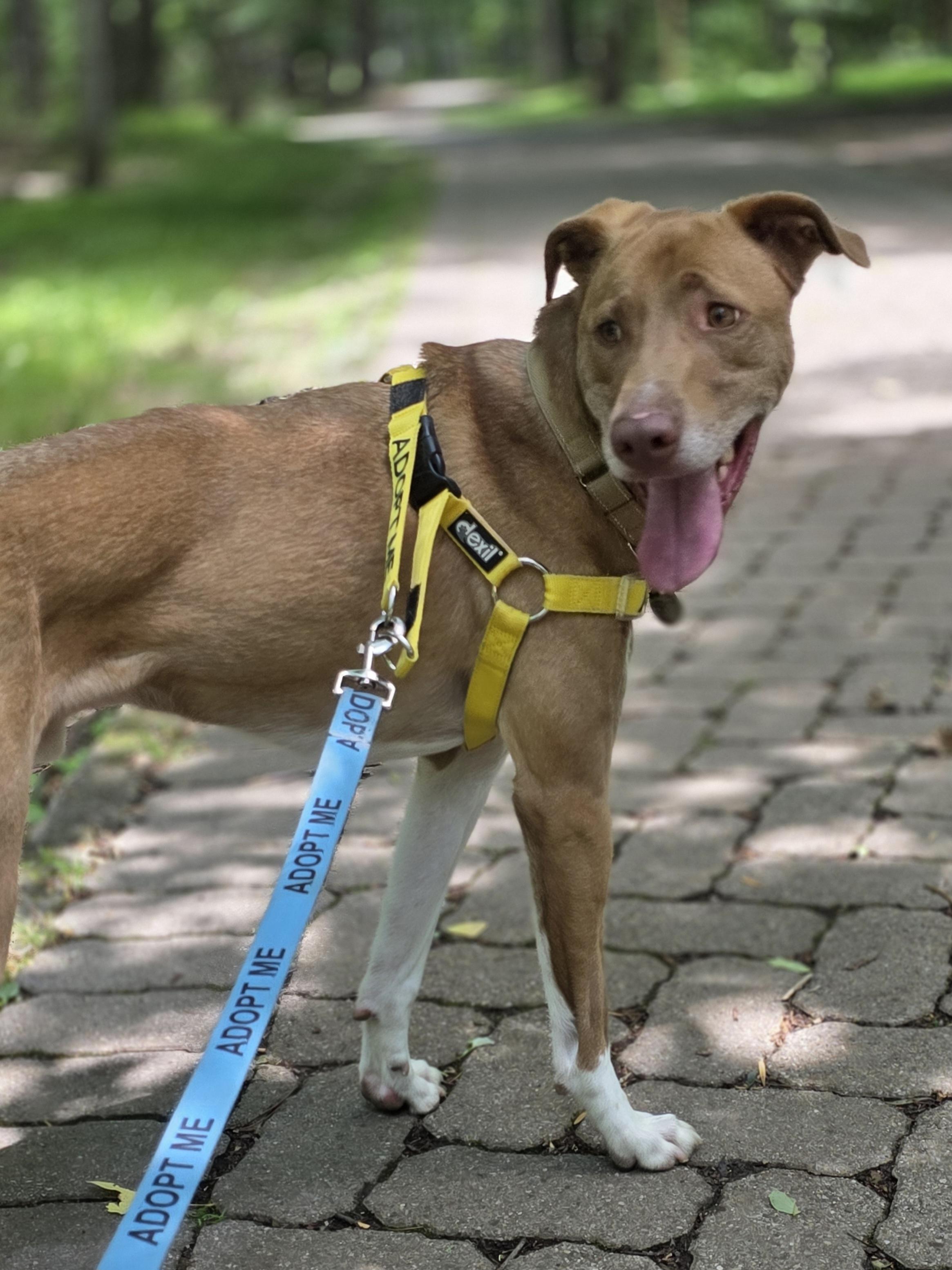 Simi, a Adoptable mixed breed in Wayne, NJ image 4/6