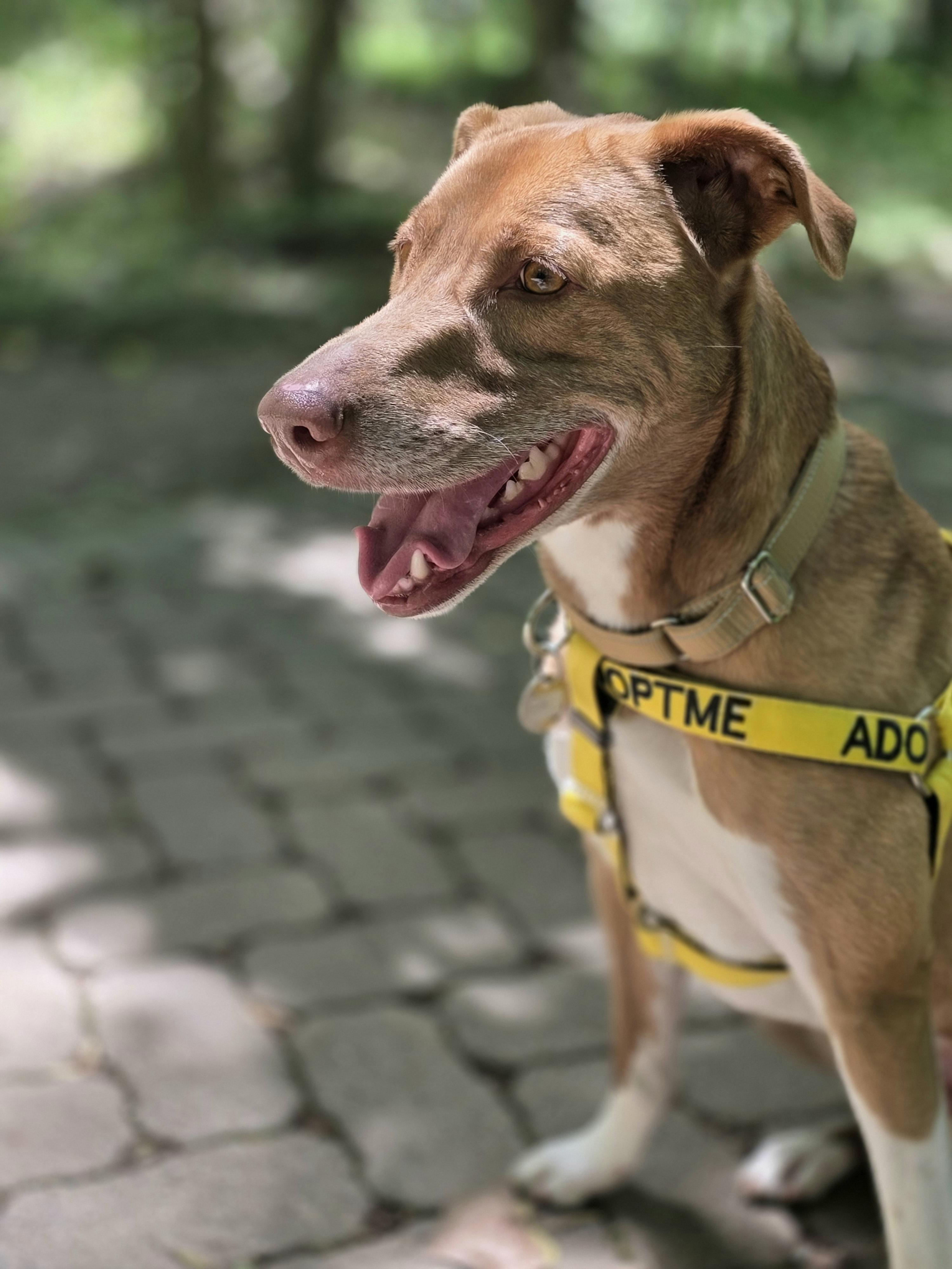 Simi, a Adoptable mixed breed in Wayne, NJ image 5/6
