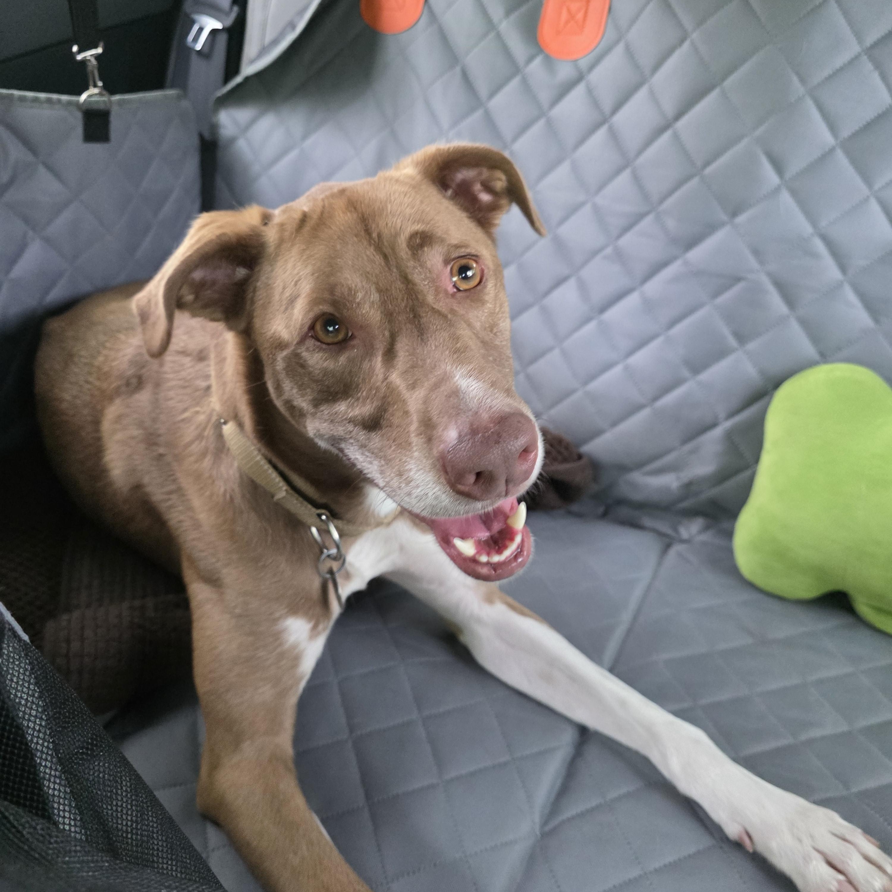 Enlarge Simi, a Adoptable mixed breed in Wayne, NJ image 6/6