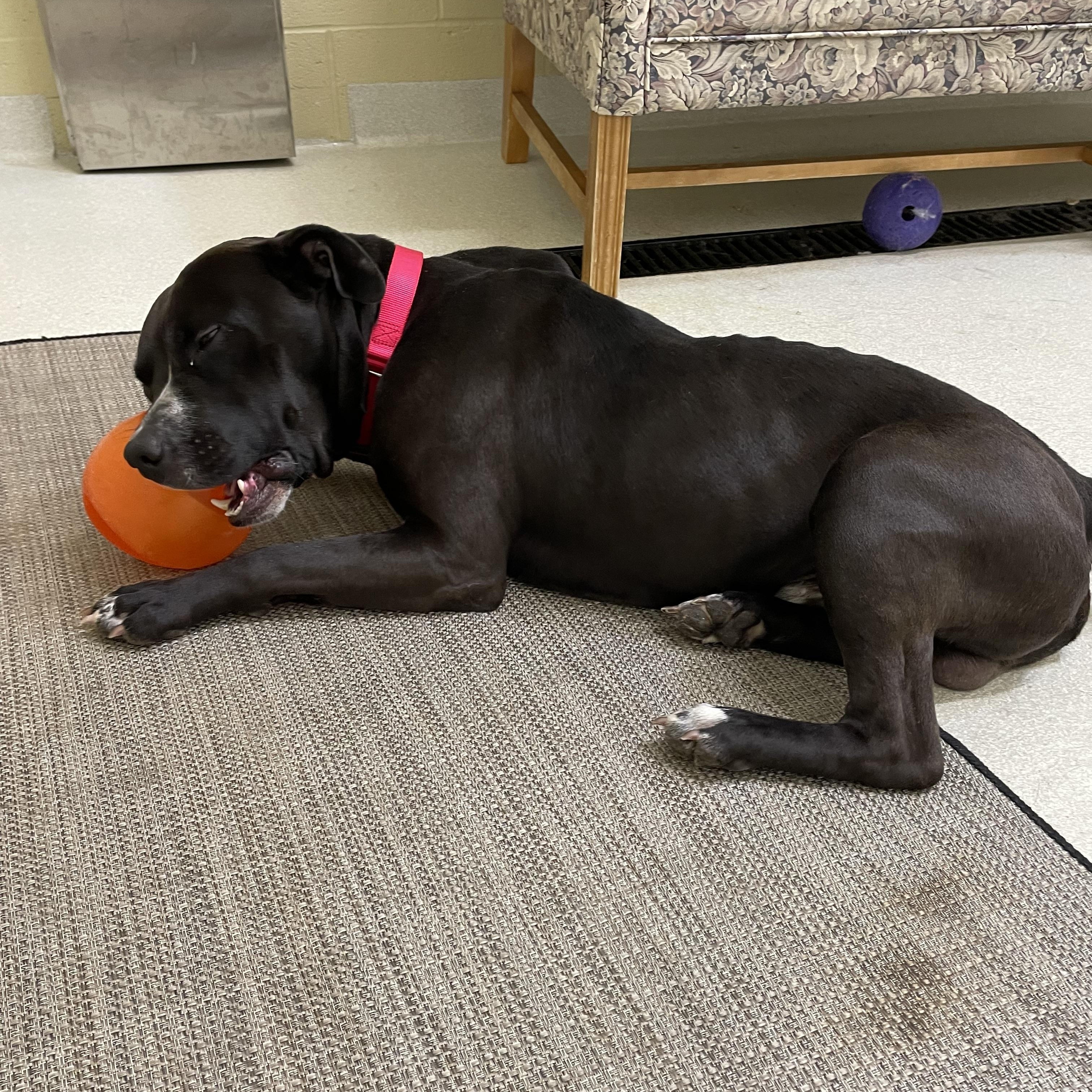 Tank, a Adoptable mixed breed in Ashland, OH image 1/2