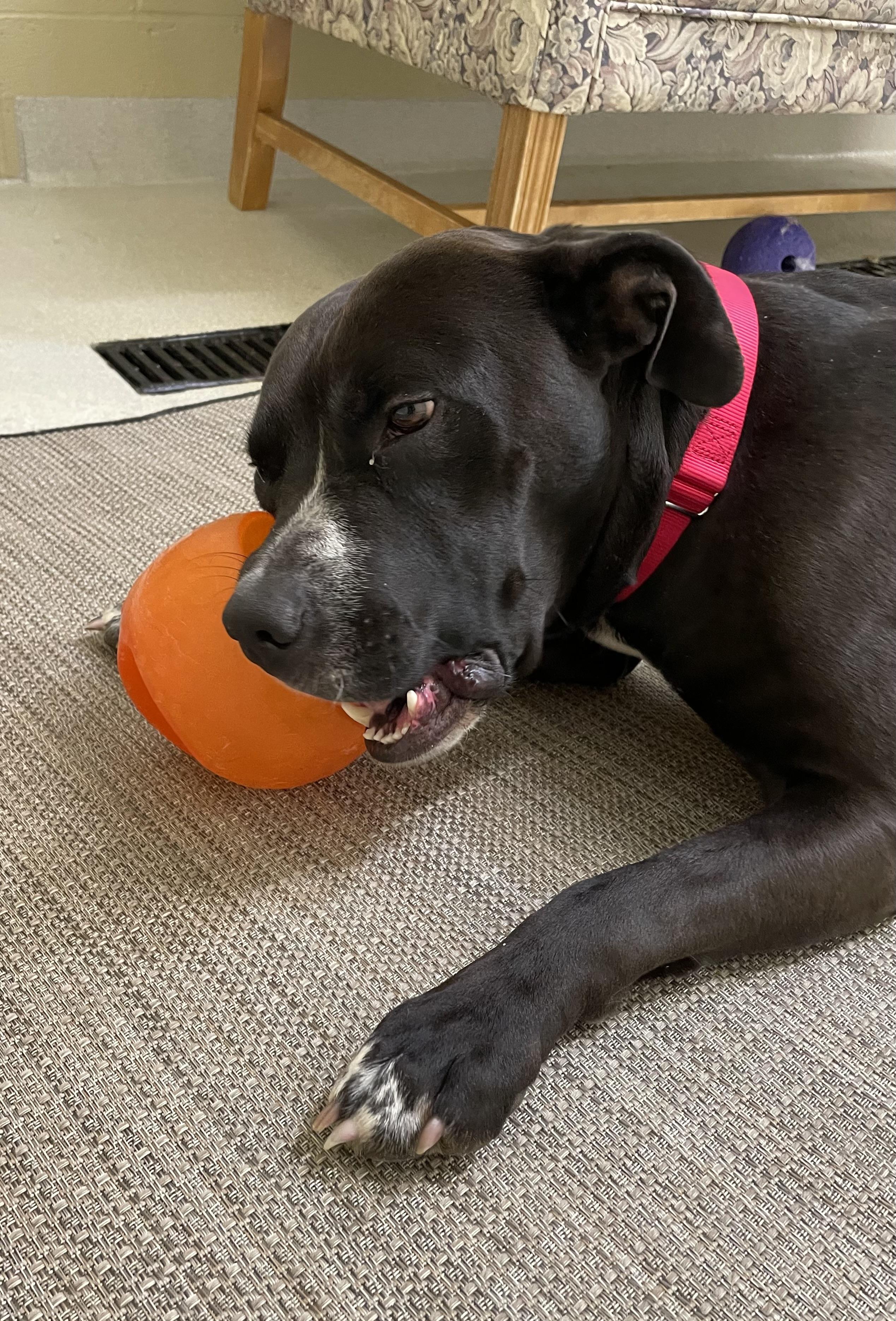 Tank, a Adoptable mixed breed in Ashland, OH image 2/2