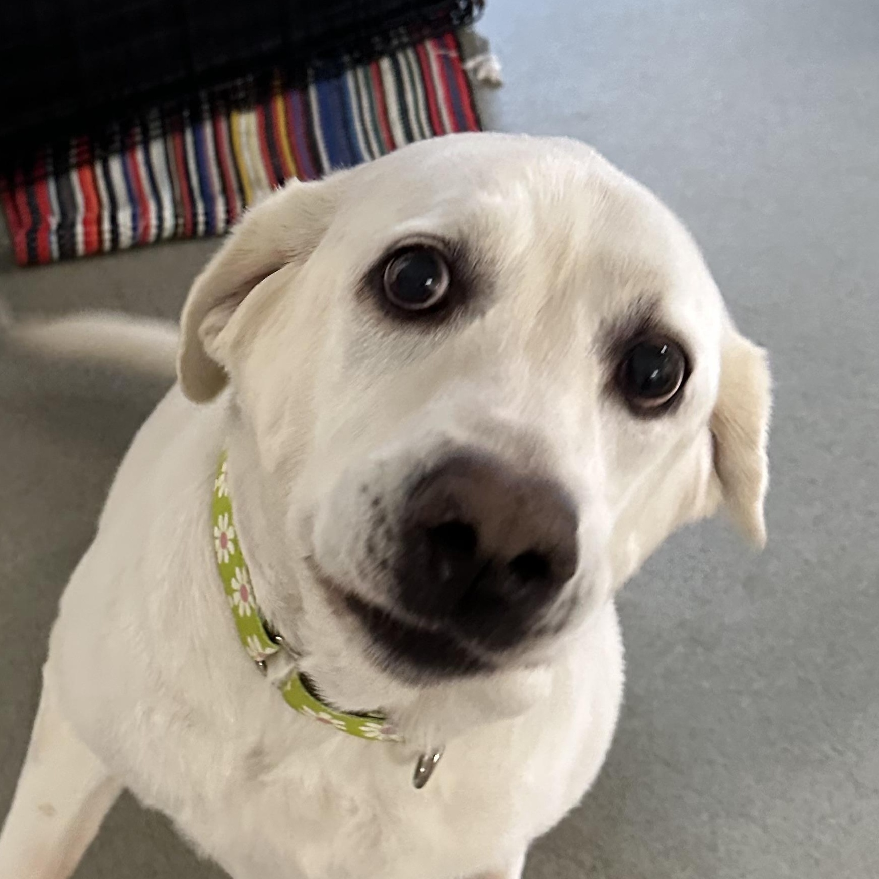 Enlarge Zoey, an adopted Labrador Retriever in Indiana, PA image 1/1