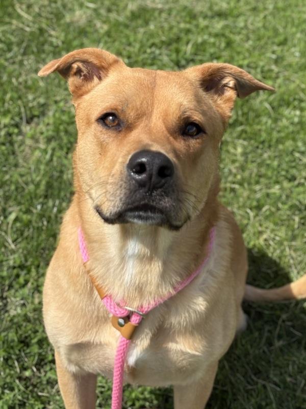 Marley, a Adoptable mixed breed in Lancaster, OH image 2/2