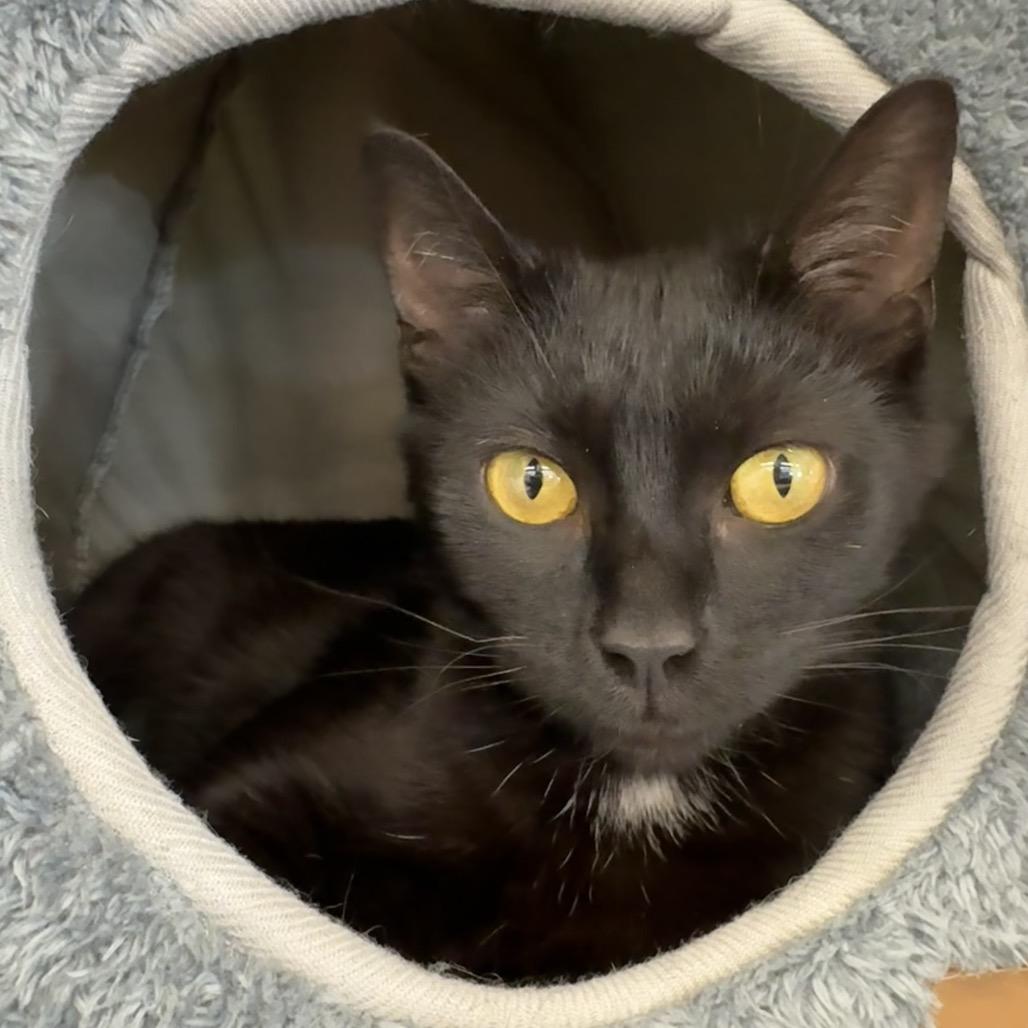 Angel, Adoptable, Adult Female Domestic Short Hair & Manx.