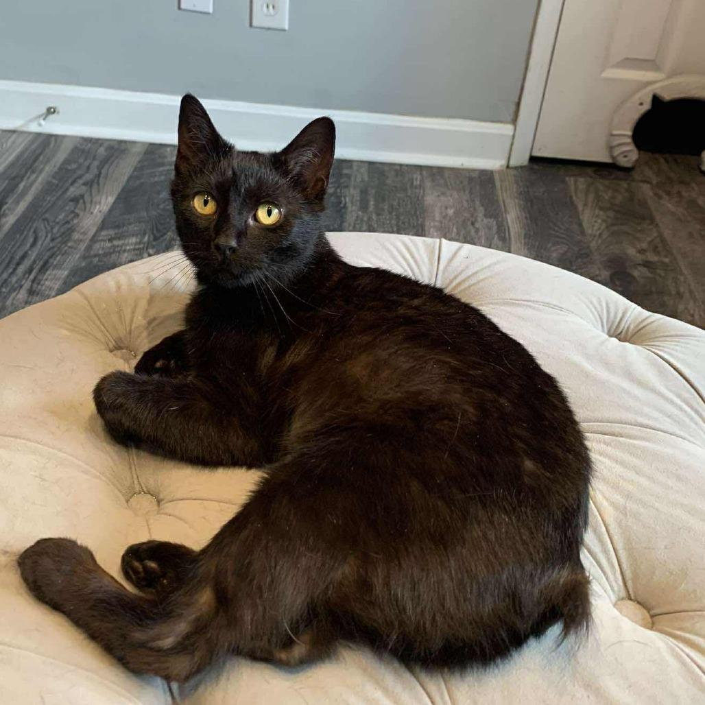 Enlarge Angel, a Adoptable mixed breed in La Grange, KY image 2/5