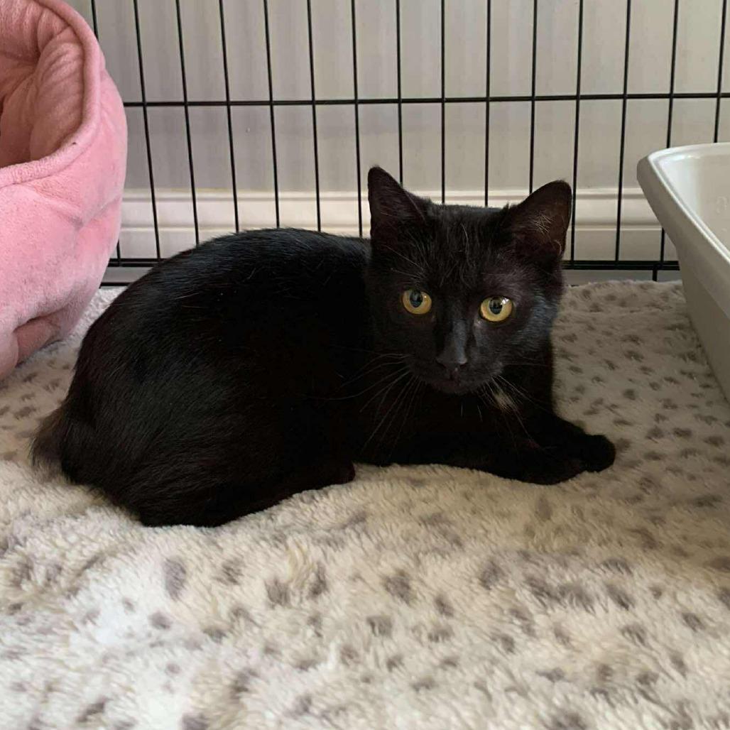 Enlarge Angel, a Adoptable mixed breed in La Grange, KY image 3/5