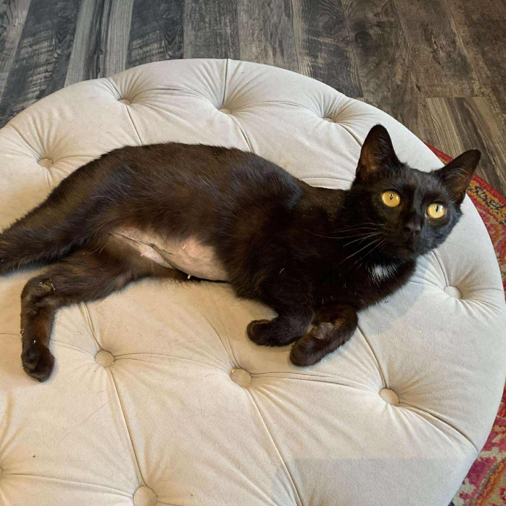 Enlarge Angel, a Adoptable mixed breed in La Grange, KY image 4/5