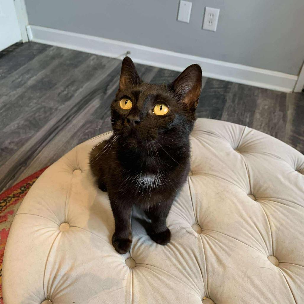 Enlarge Angel, a Adoptable mixed breed in La Grange, KY image 5/5