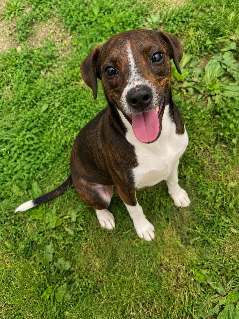 Almond, Adoptable, Puppy Male Mixed Breed.