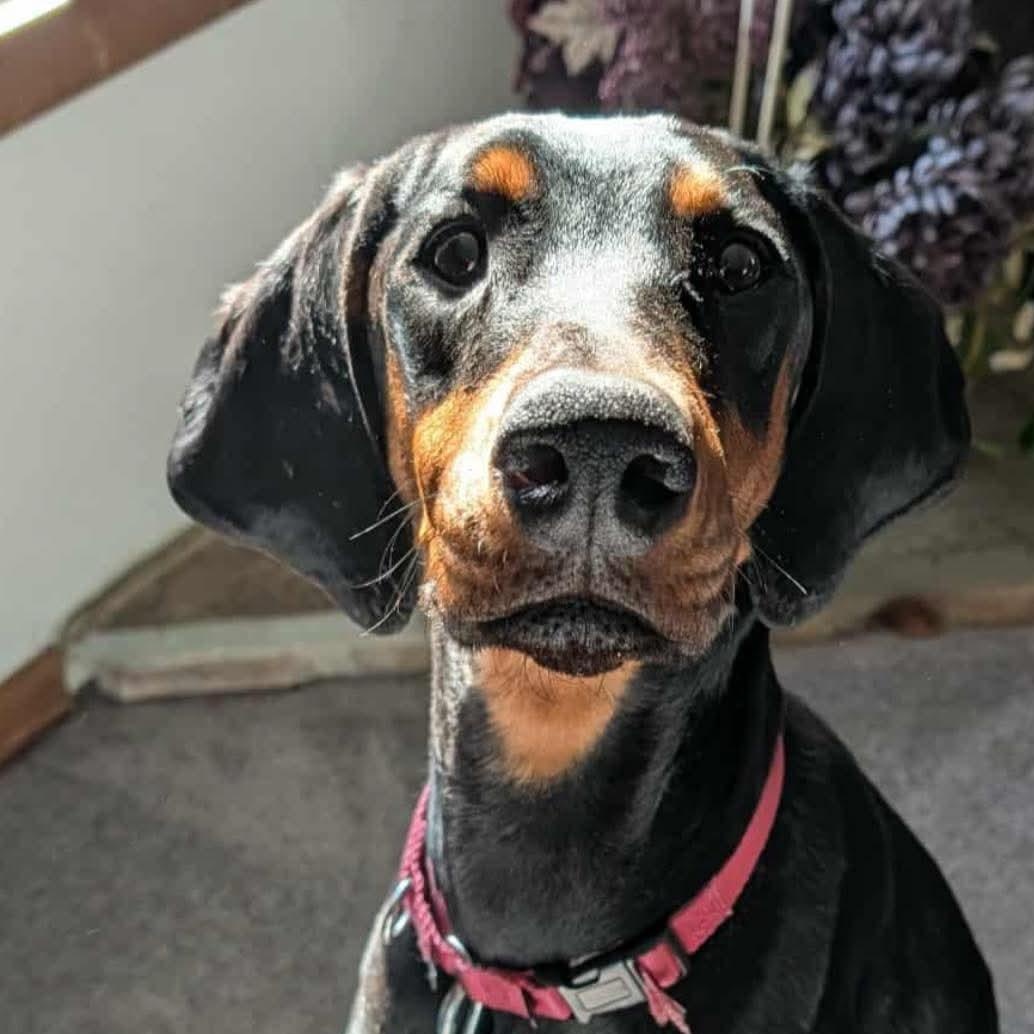 Asha, a ADOPTABLE Doberman Pinscher in Columbus, OH image 2/2