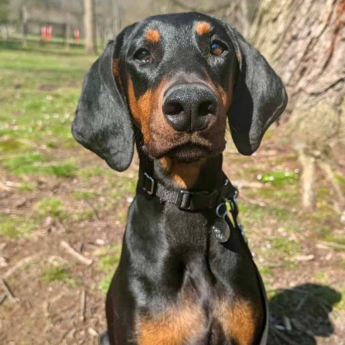 Asha, ADOPTABLE, Young Female Doberman Pinscher.