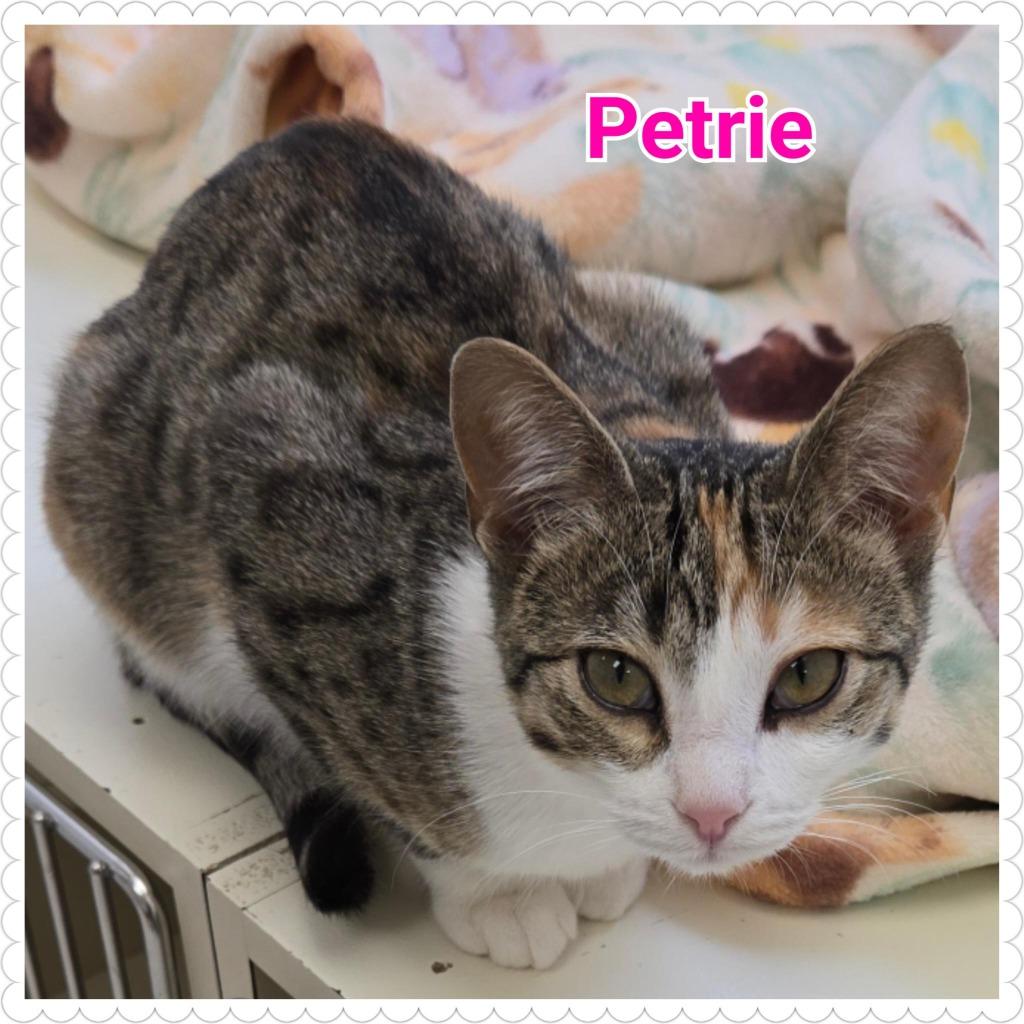 Enlarge Petrie, a Adoptable mixed breed in North Saint Paul, MN image 4/6