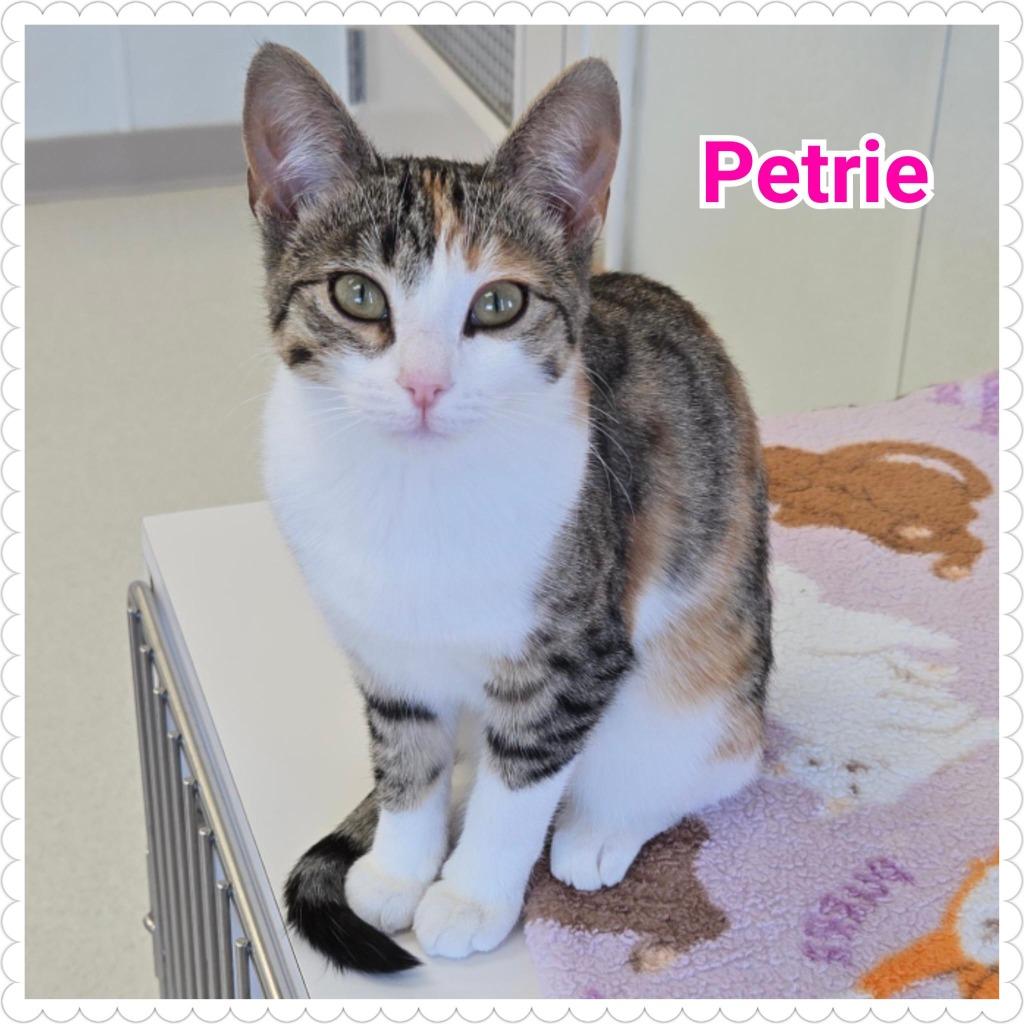 Enlarge Petrie, a Adoptable mixed breed in North Saint Paul, MN image 1/6