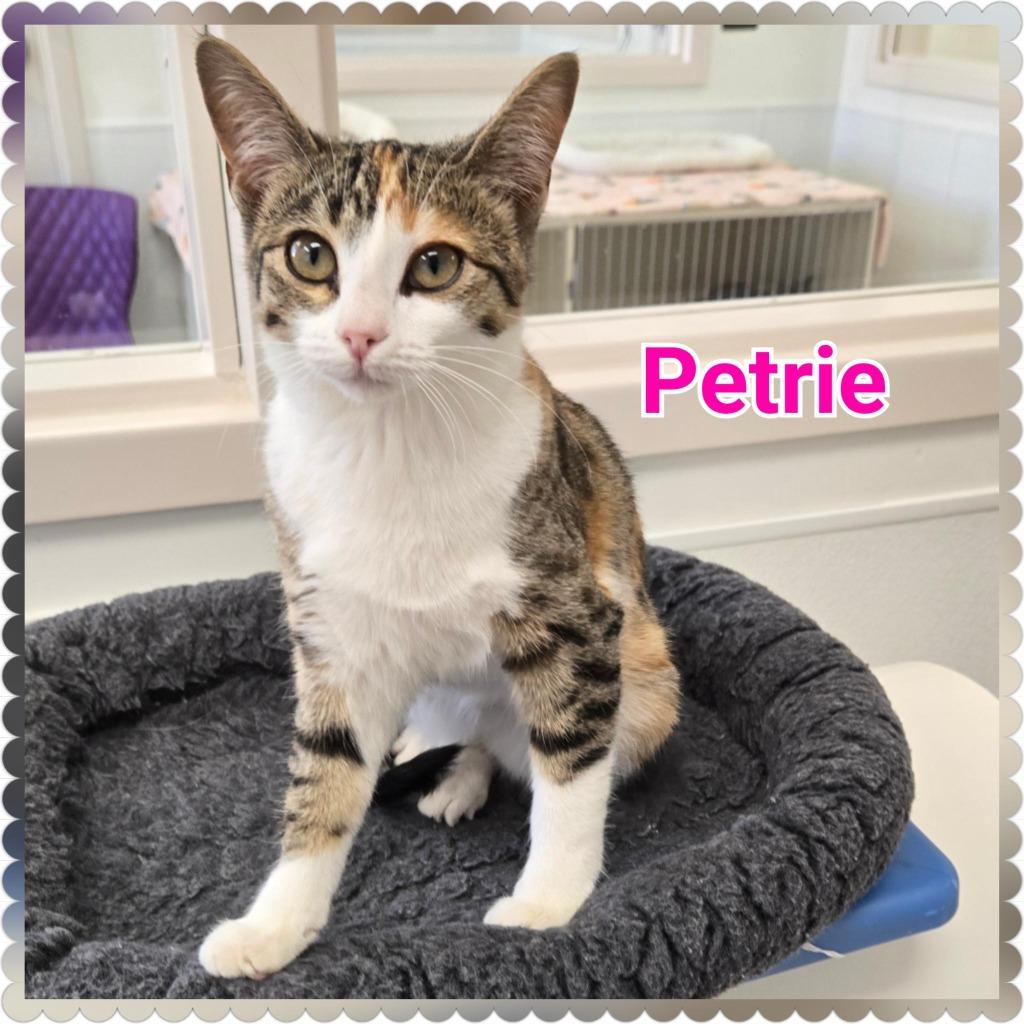 Enlarge Petrie, a Adoptable mixed breed in North Saint Paul, MN image 6/6