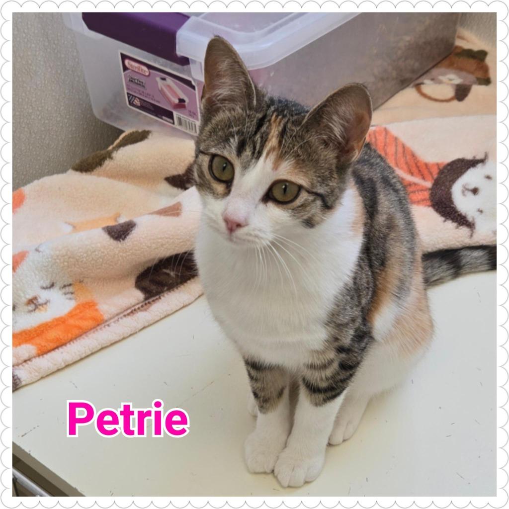 Enlarge Petrie, a Adoptable mixed breed in North Saint Paul, MN image 3/6