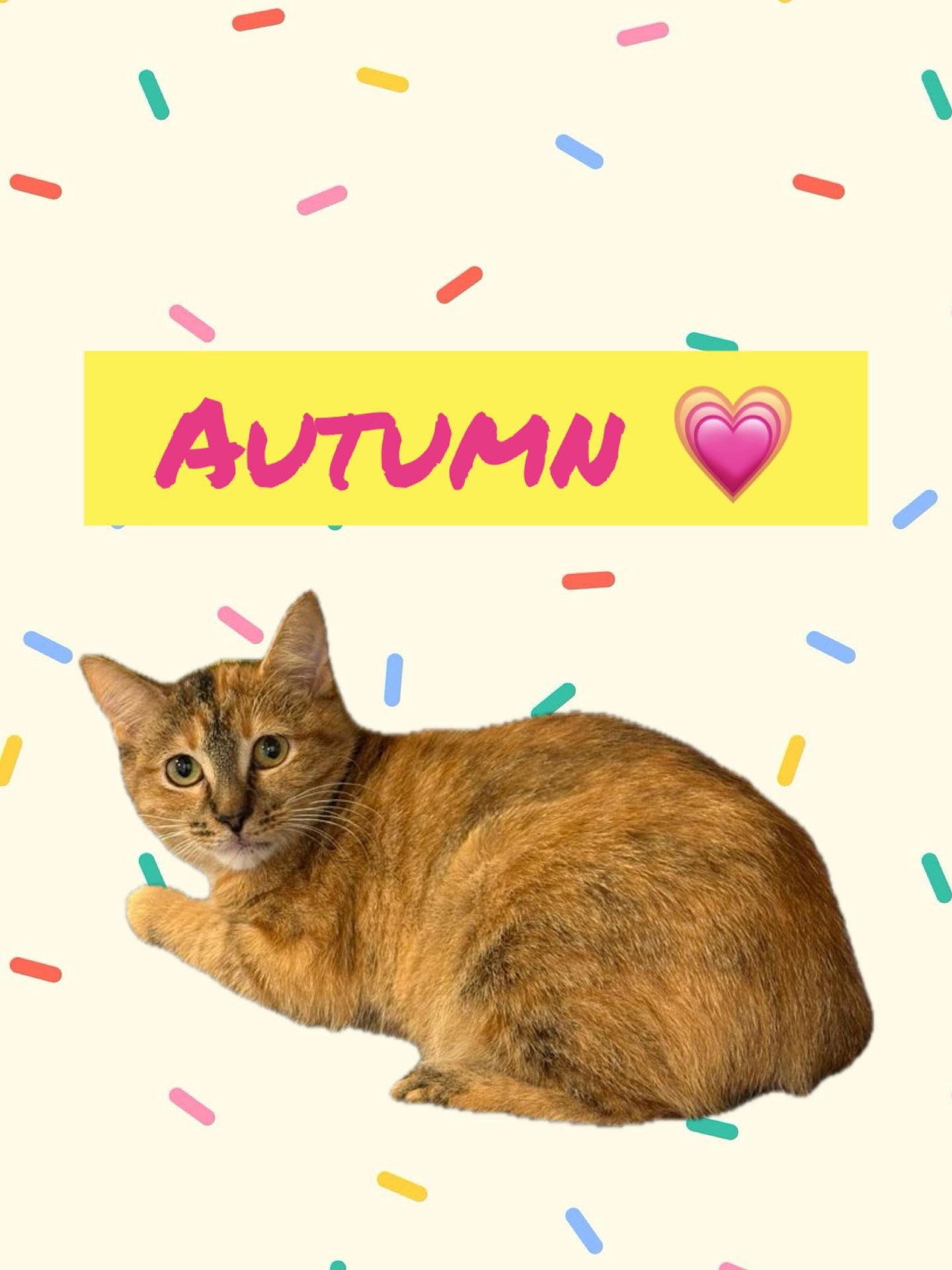 Autumn, Adoptable, Young Female Domestic Short Hair & Tabby.