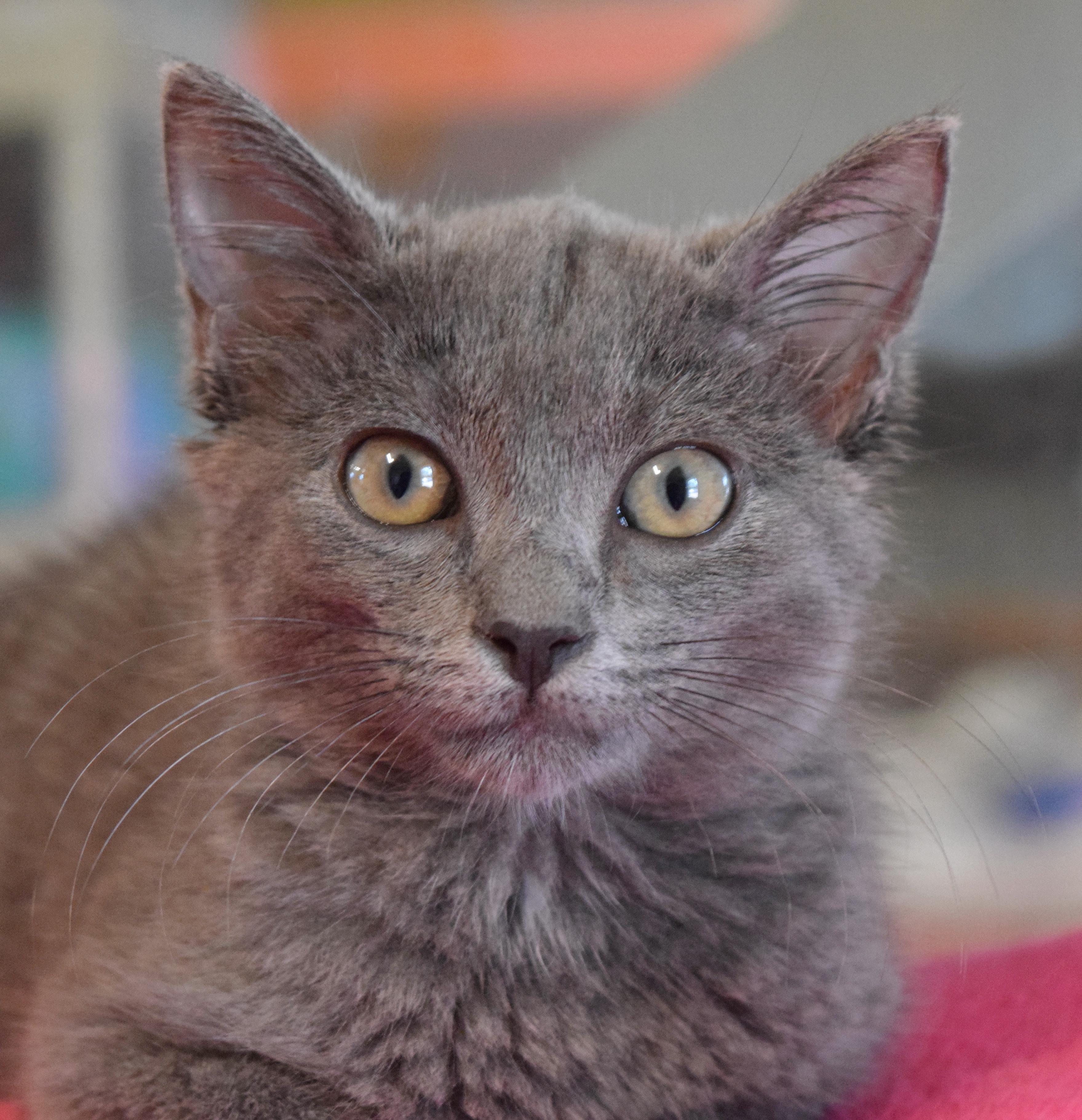 Katie Purry, an adopted mixed breed in Bulverde, TX image 5/6
