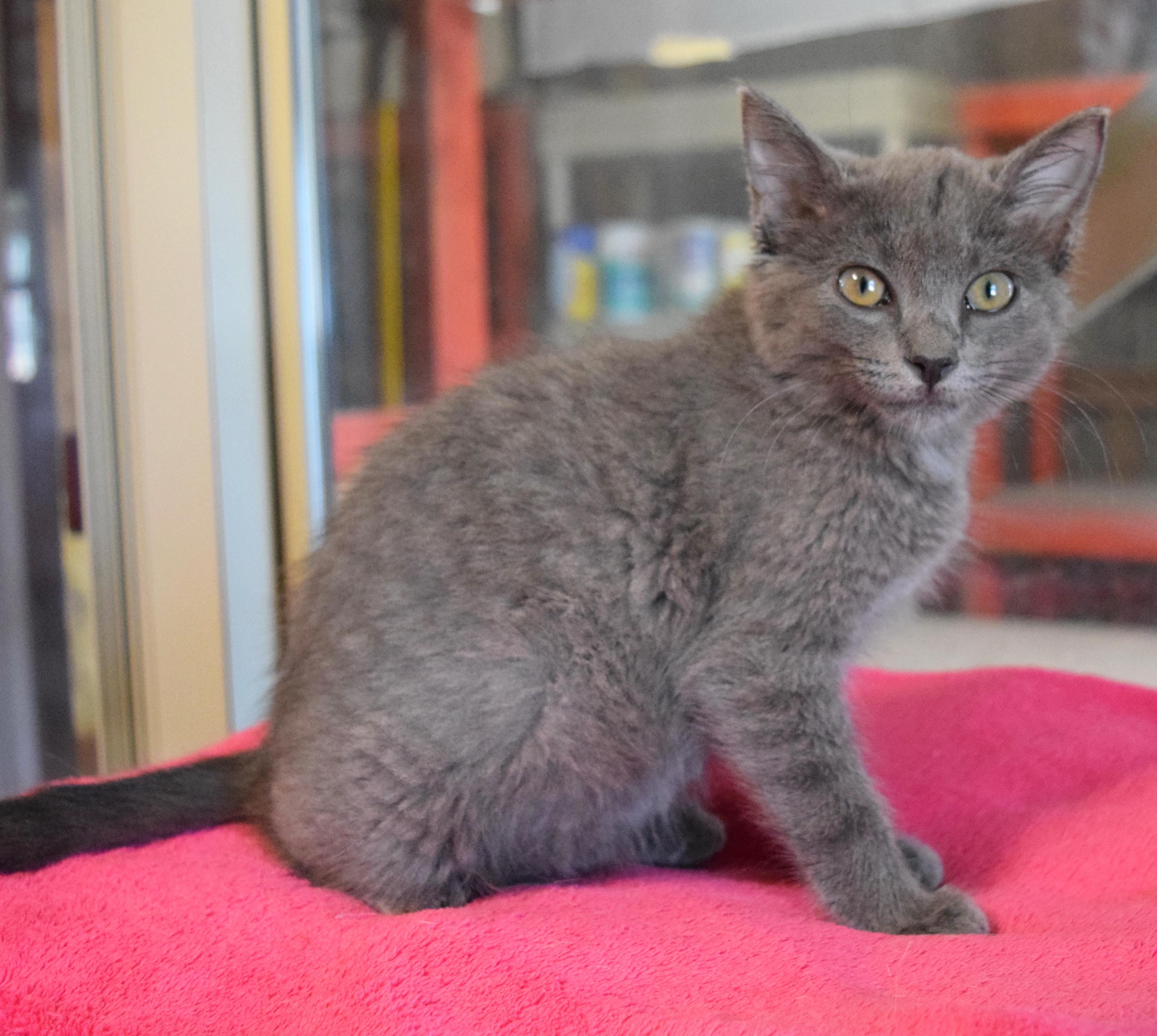 Katie Purry, an adopted mixed breed in Bulverde, TX image 3/6