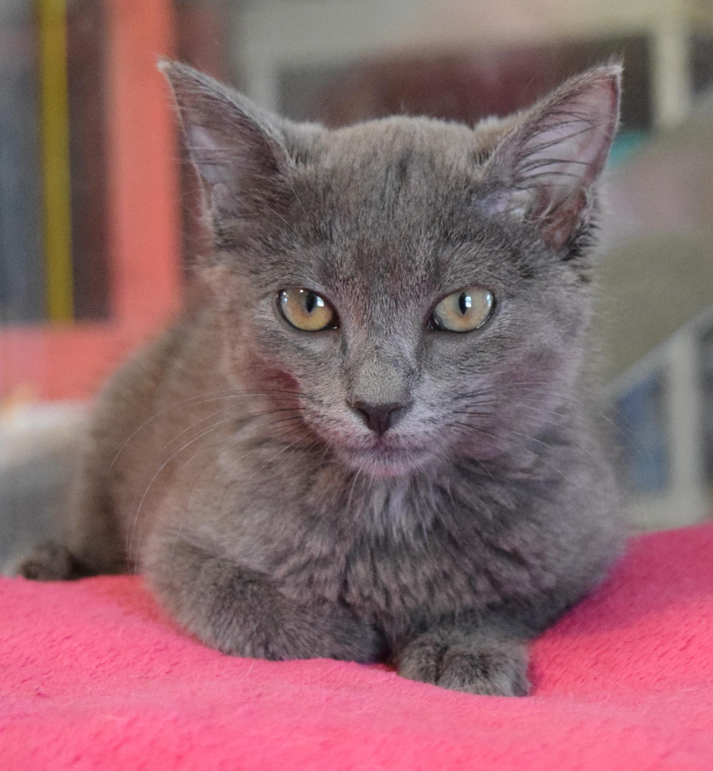 Katie Purry, an adopted mixed breed in Bulverde, TX image 6/6
