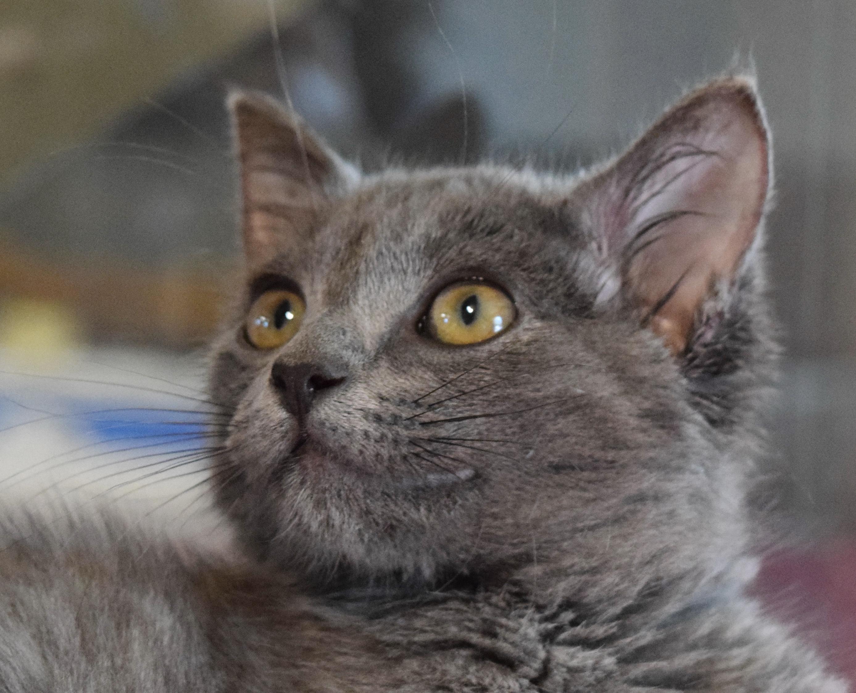 Katie Purry, an adopted mixed breed in Bulverde, TX image 2/6