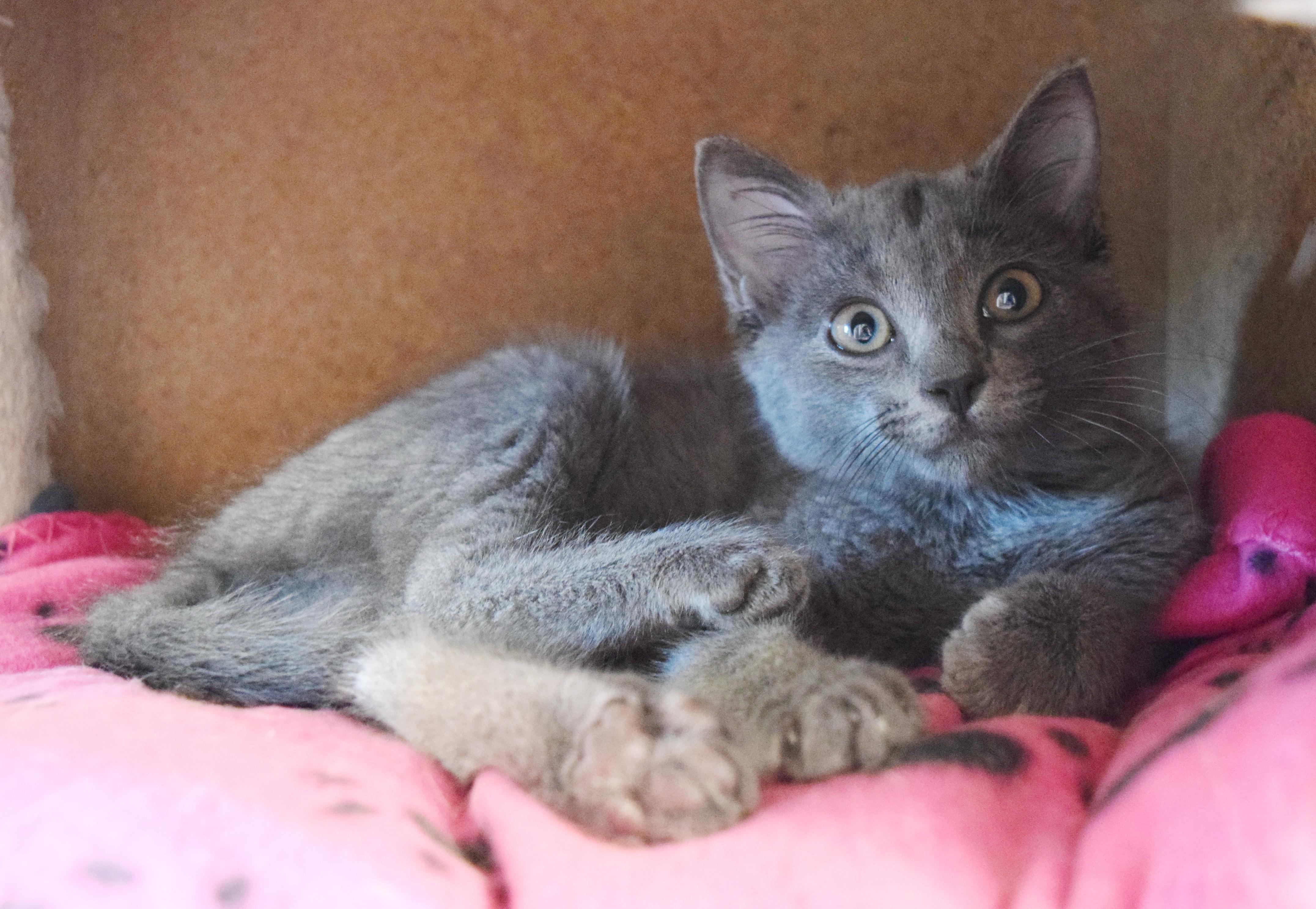 Katie Purry, an adopted mixed breed in Bulverde, TX image 4/6