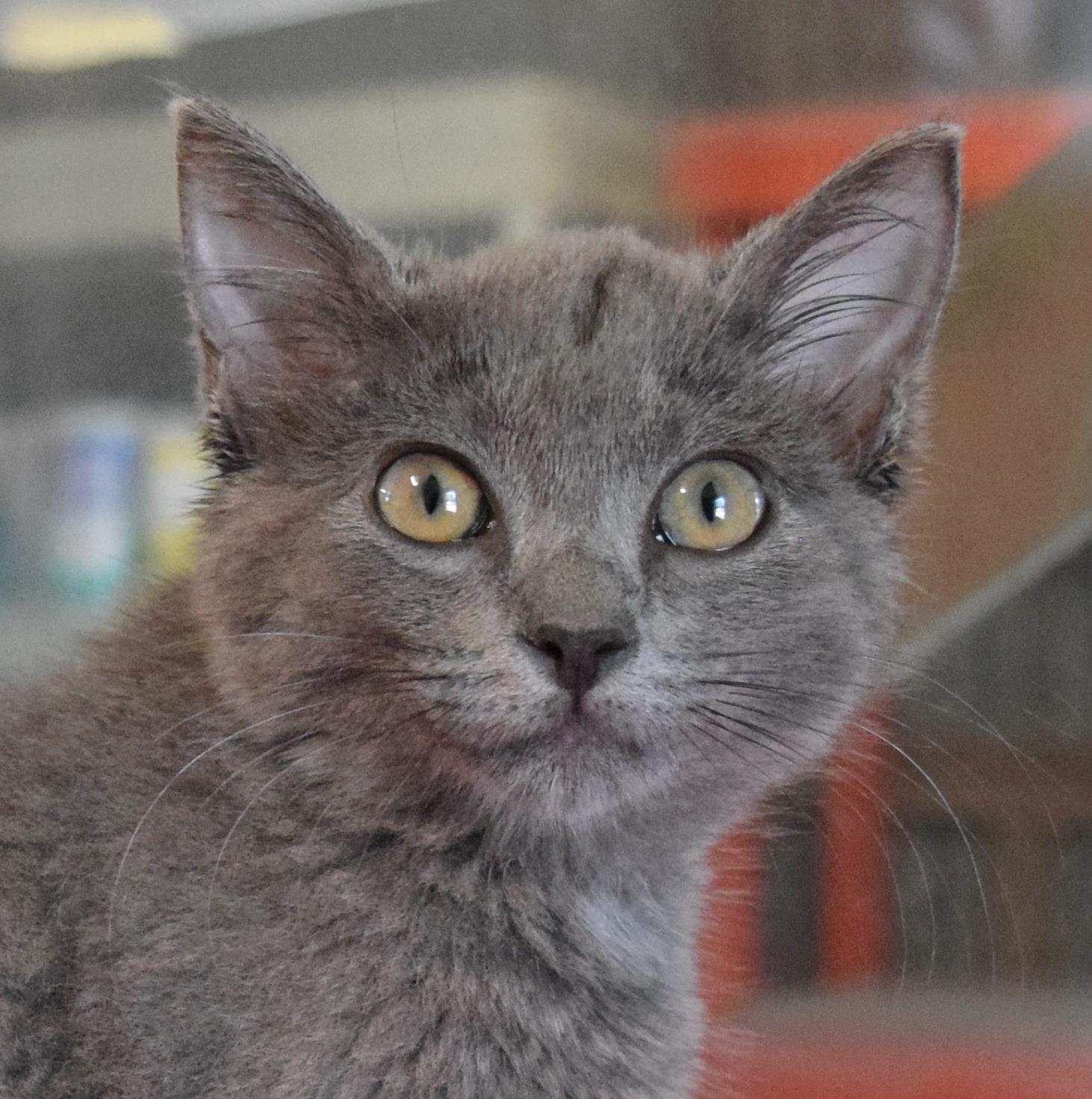 Katie Purry, adopted, Kitten Female Russian Blue & Domestic Medium Hair.