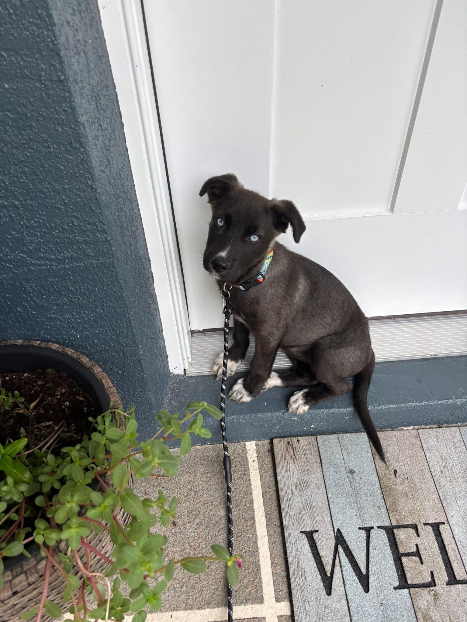 Skye, Baby Female Husky