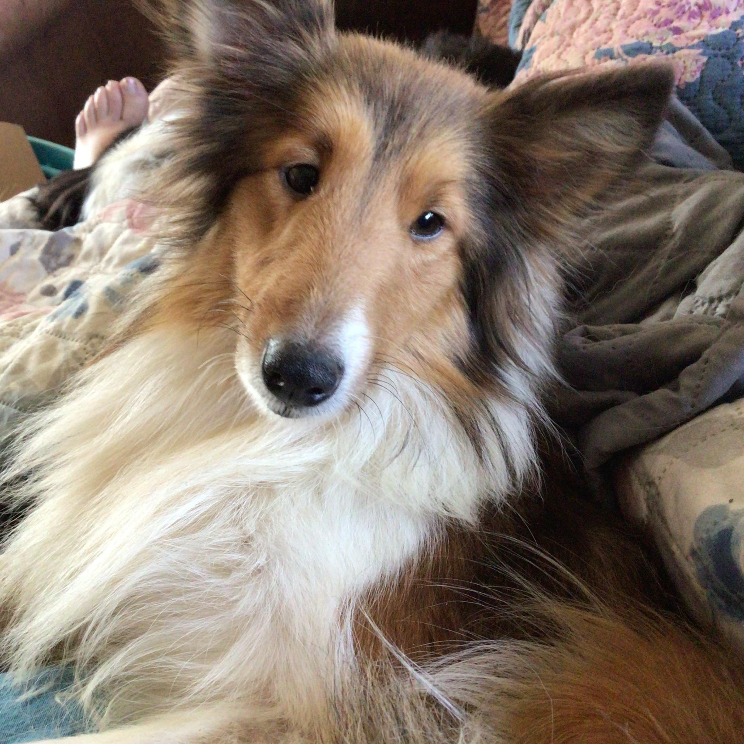 Egypt, Adoptable, Adult Female Shetland Sheepdog / Sheltie.