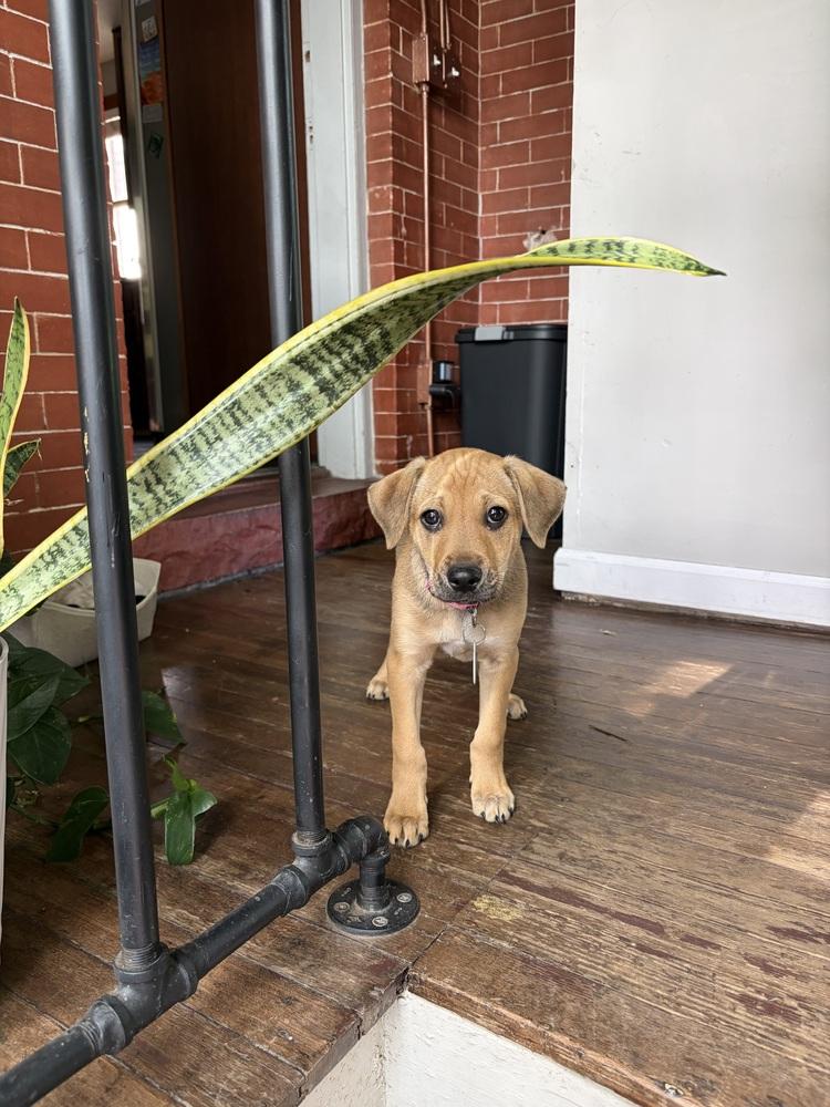 Winston, a Adoptable mixed breed in Denver, CO image 1/6