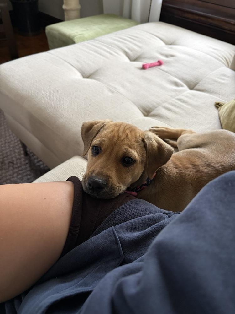 Winston, a Adoptable mixed breed in Denver, CO image 3/6