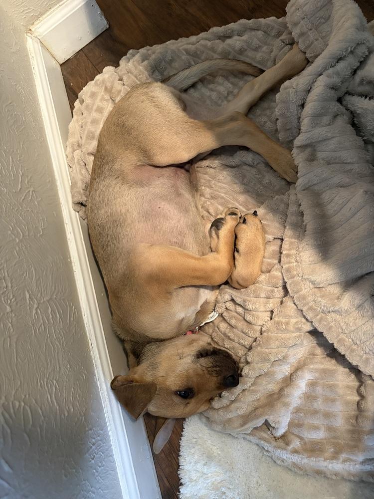 Winston, a Adoptable mixed breed in Denver, CO image 4/6