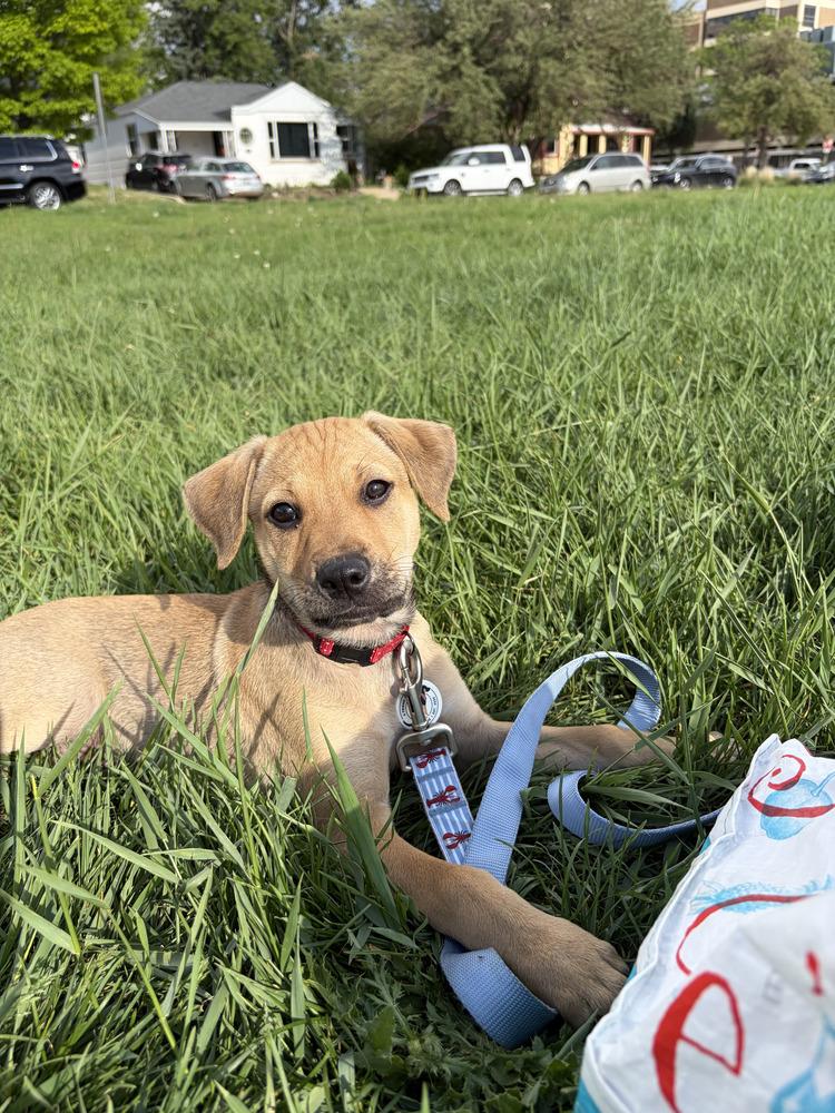 Winston, a Adoptable mixed breed in Denver, CO image 5/6