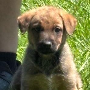 LUCKY, a ADOPTABLE mixed breed in Quitman, TX image 3/4