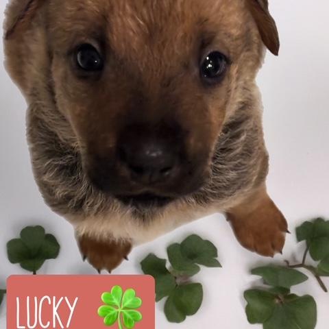 LUCKY, a ADOPTABLE mixed breed in Quitman, TX image 4/4