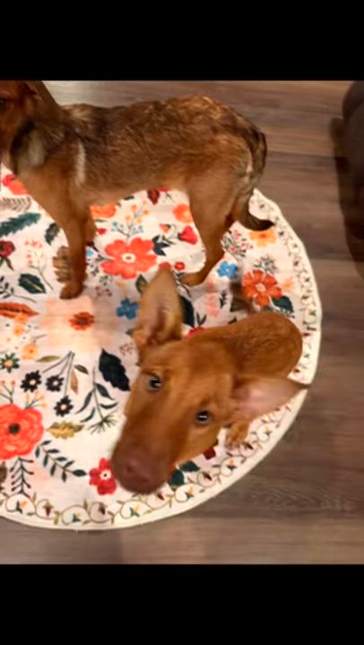 Enlarge LUCKY, a Adoptable mixed breed in Quitman, TX video 4/4