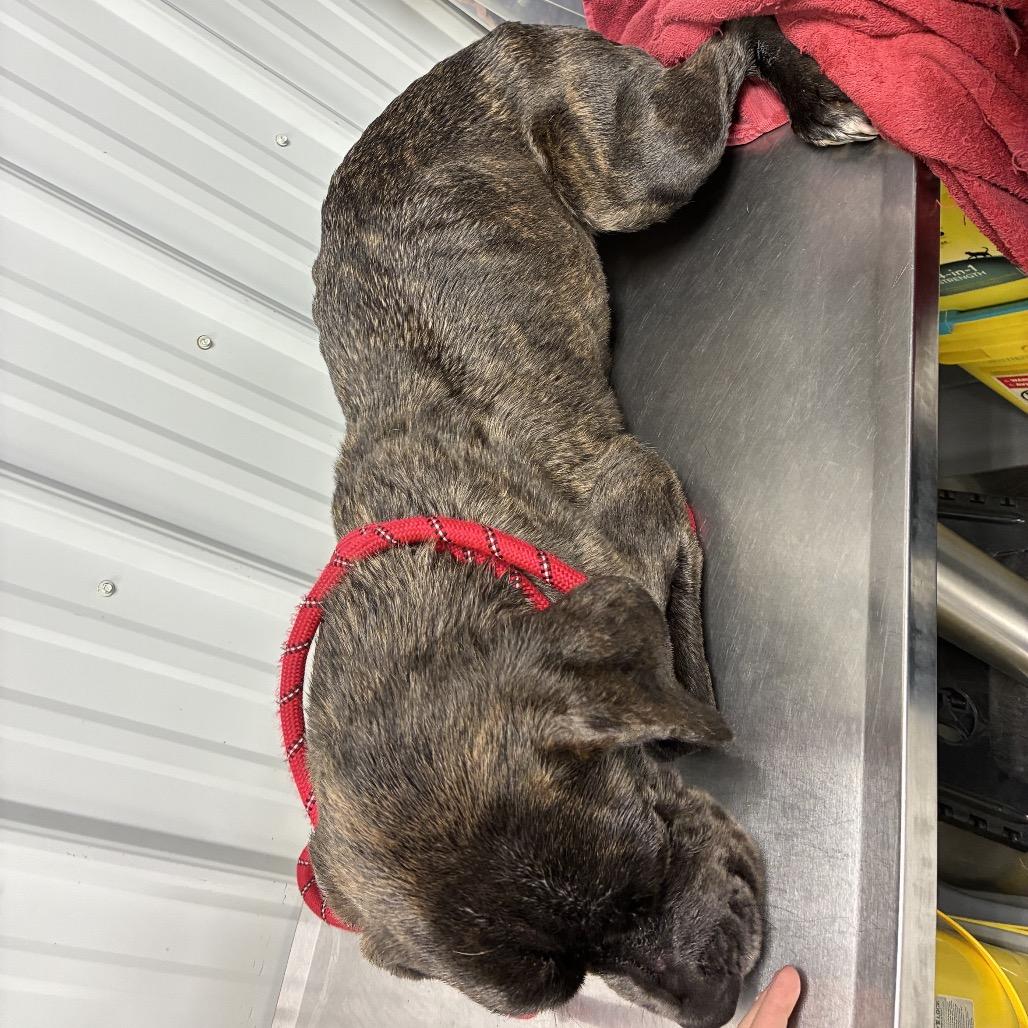 Mattie, Adoptable, Young Female Cane Corso & Mixed Breed.