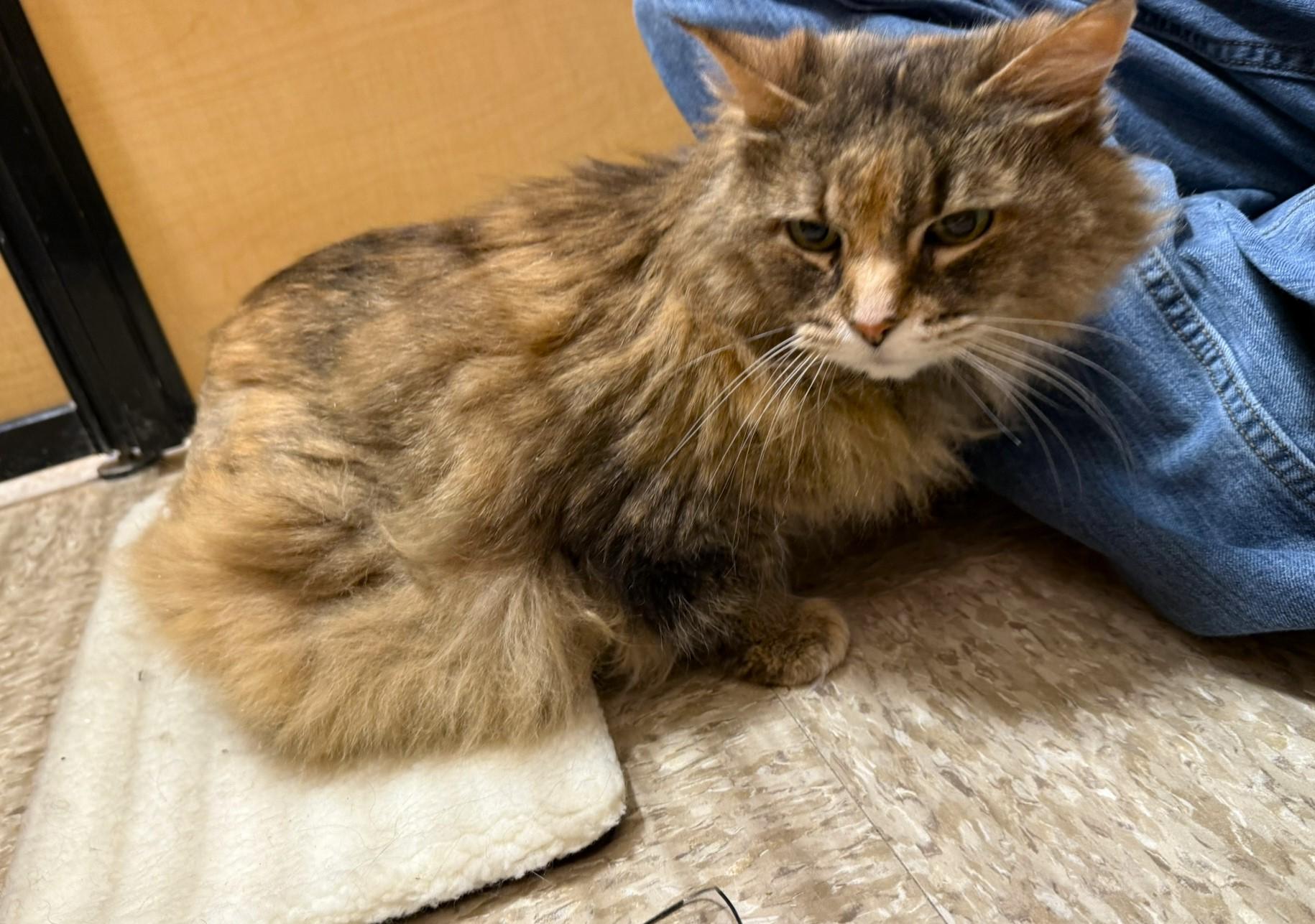 Enlarge Calie @ Canton PetSmart Habitat Michigan Ave, a ADOPTABLE Domestic Long Hair in Taylor, MI image 2/3