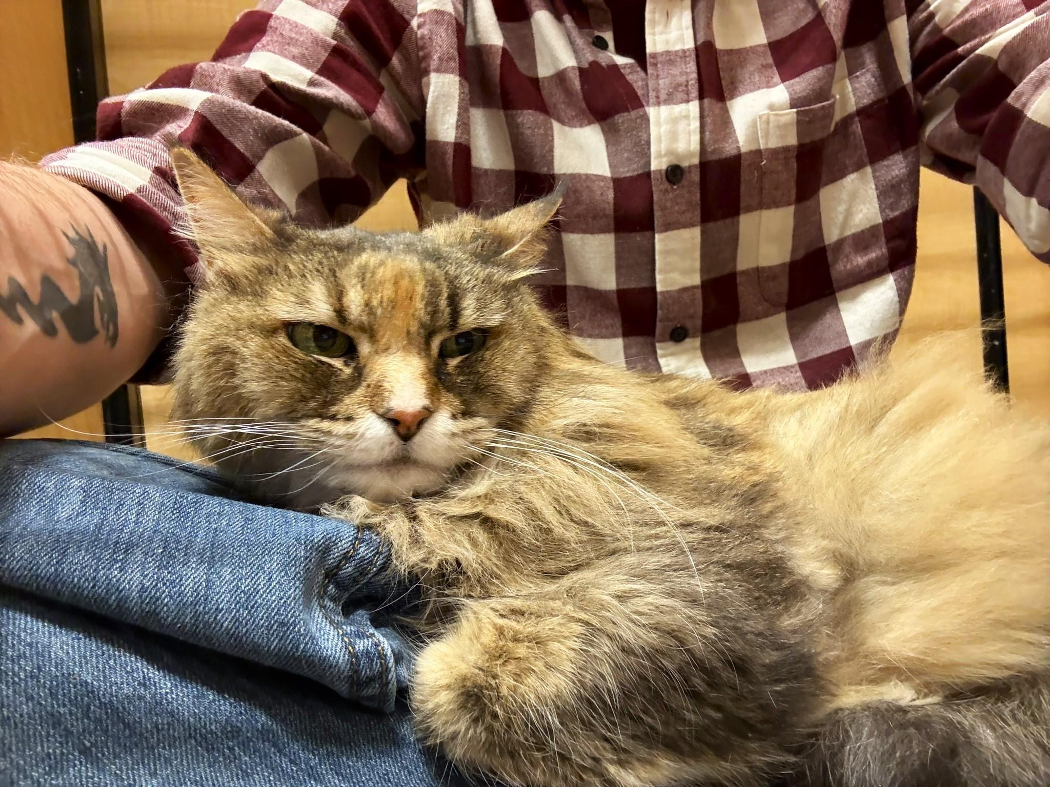 Enlarge Calie @ Canton PetSmart Habitat Michigan Ave, a ADOPTABLE Domestic Long Hair in Taylor, MI image 3/3