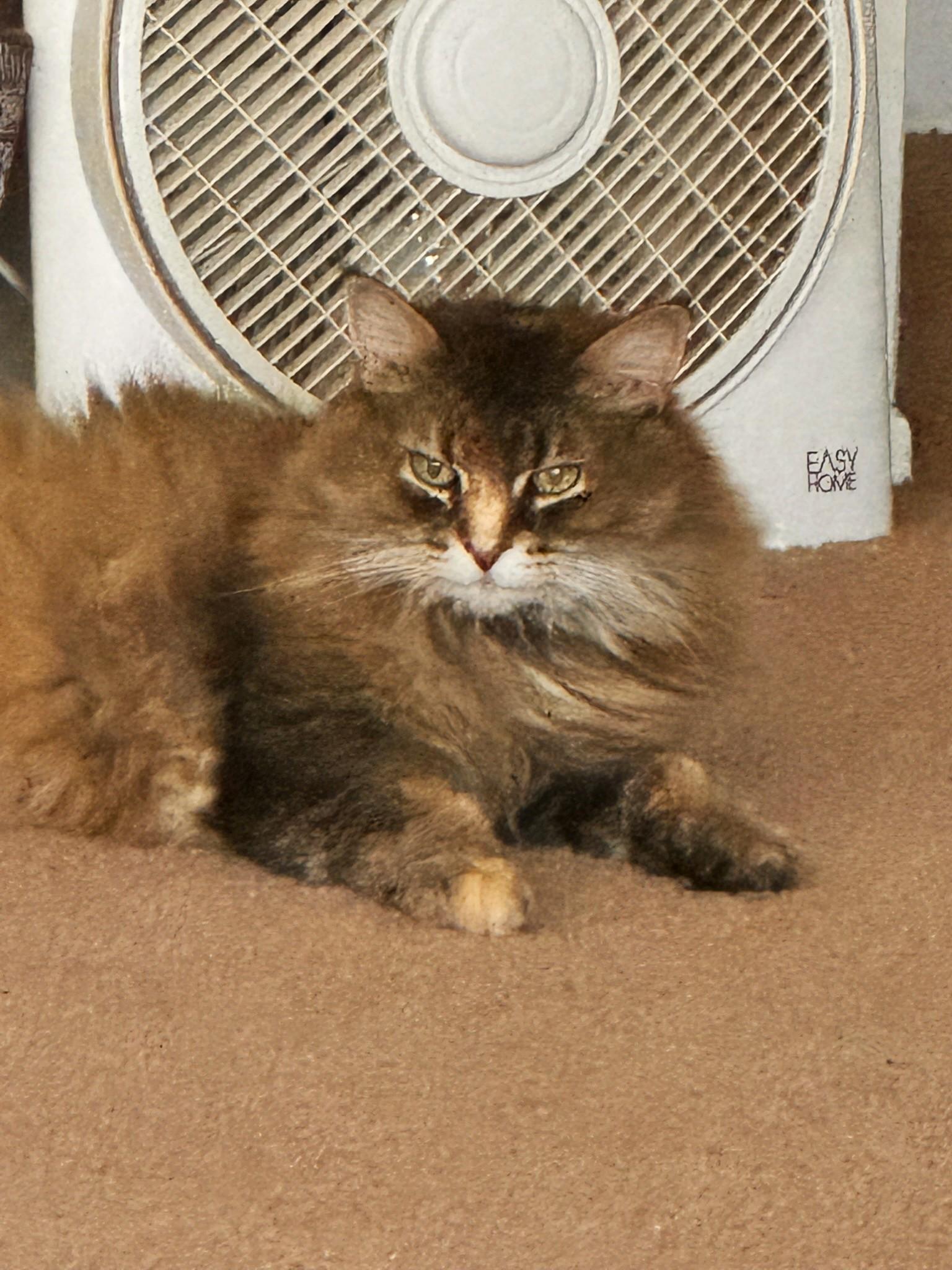 Enlarge Calie @ Canton PetSmart Habitat Michigan Ave, a ADOPTABLE Domestic Long Hair in Taylor, MI image 1/3