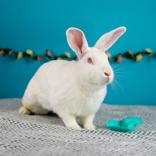 Bonnie, ADOPTABLE, Adult Female New Zealand.
