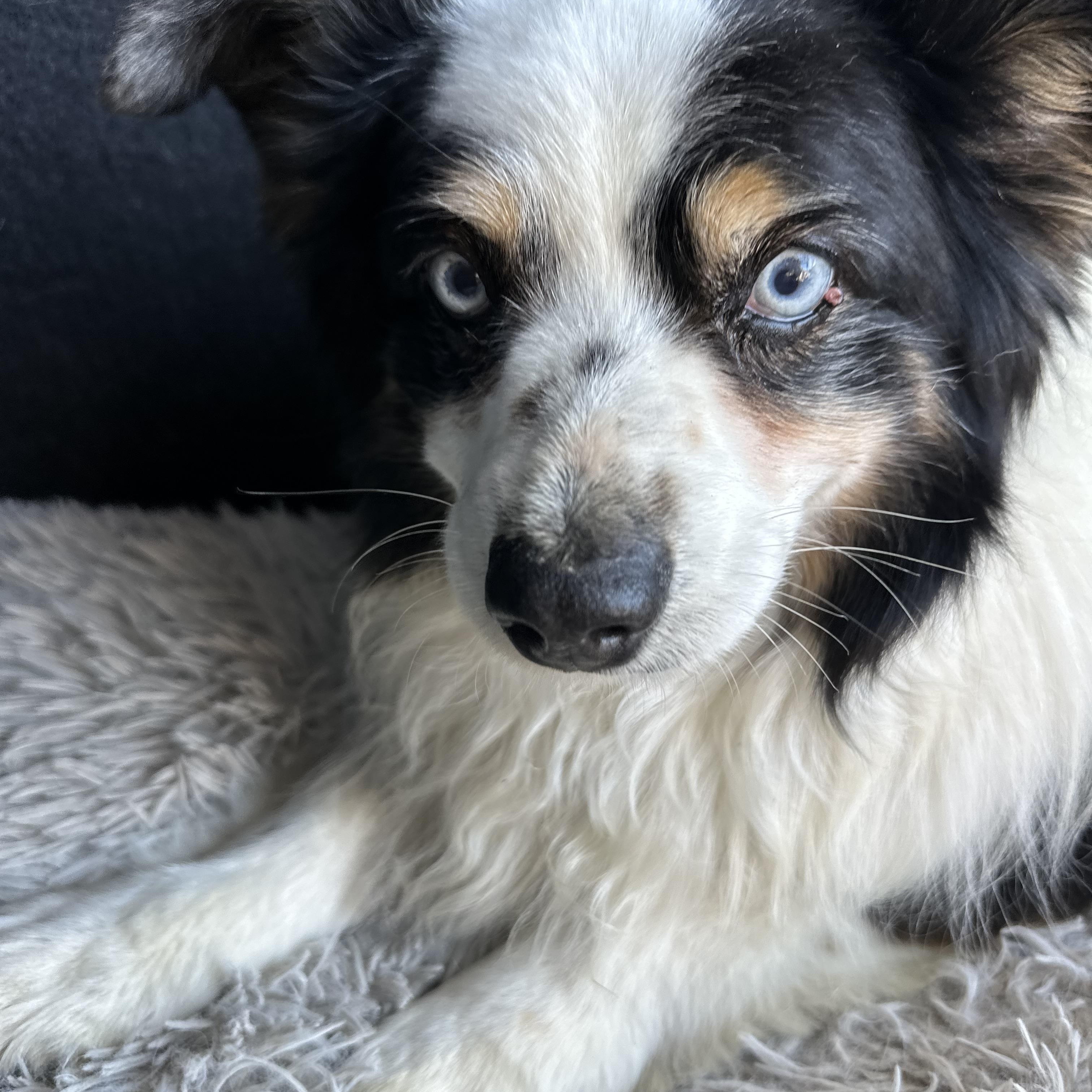 Enlarge Ray Ray, a Adopted Australian Shepherd in Camarillo, CA image 1/4