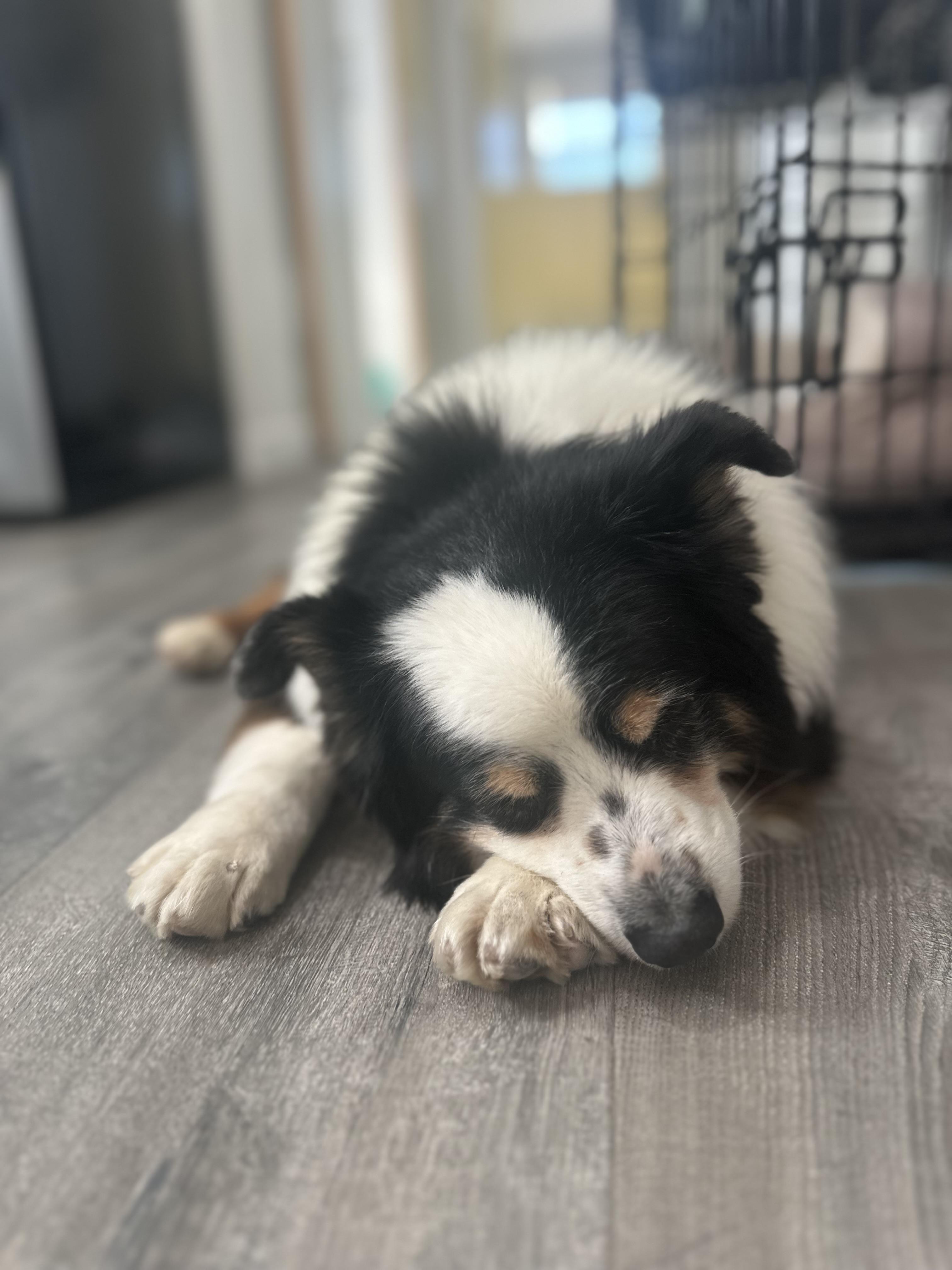 Enlarge Ray Ray, a Adopted Australian Shepherd in Camarillo, CA image 2/4