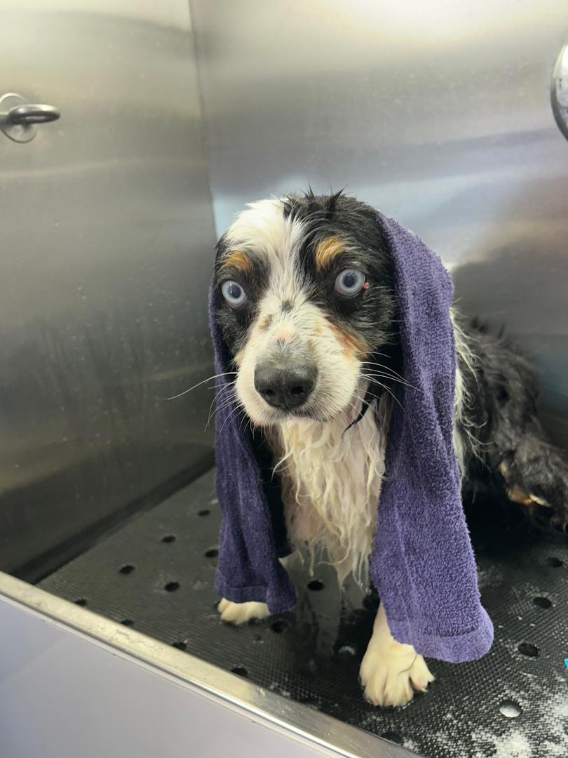 Enlarge Ray Ray, a Adopted Australian Shepherd in Camarillo, CA image 4/4